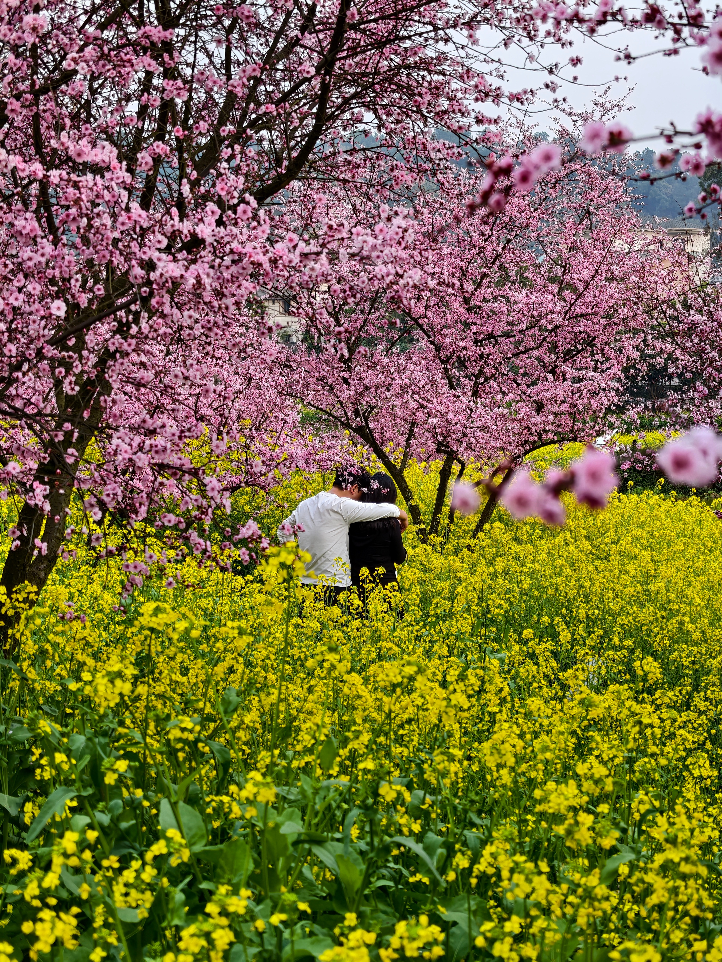 花田里犯错了？