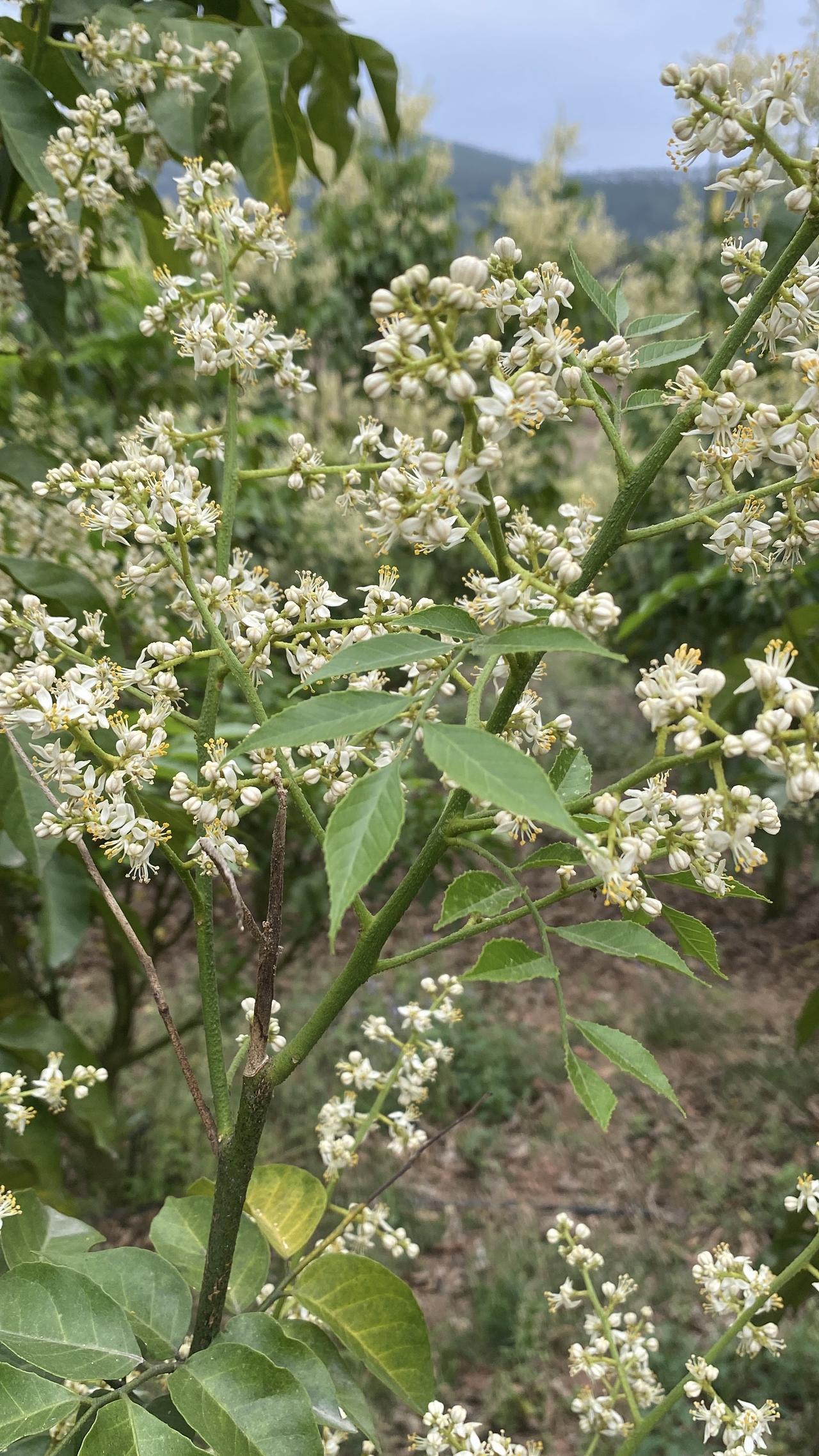 发病不是成为风景树的理由，有些种植户前年怪暖冬冲梢，去年怪雨水多，今年怪烂头烂叶