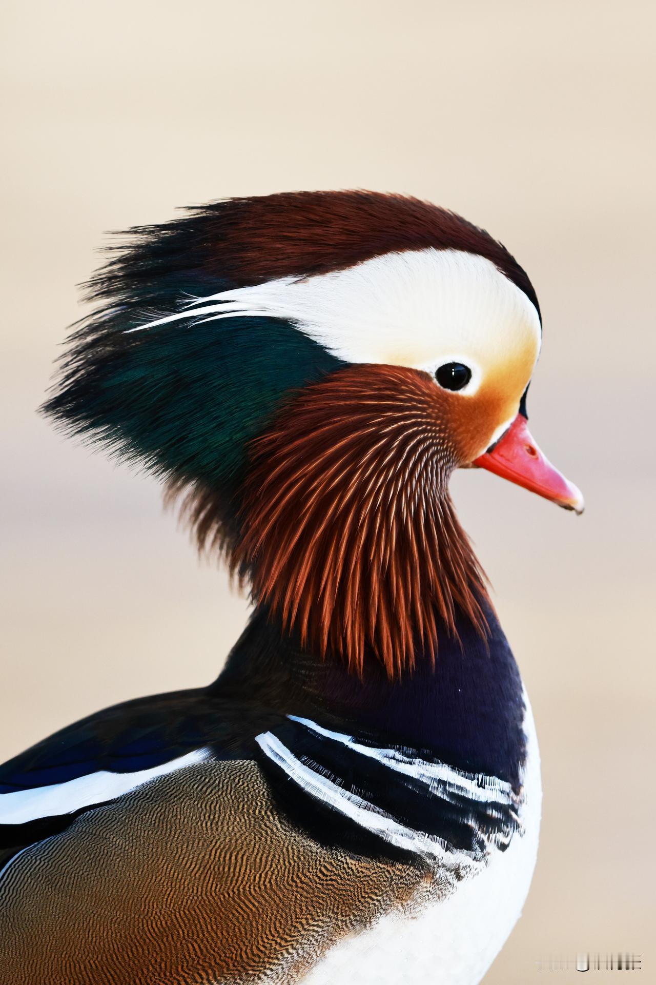 冬天的玉渊潭公园，鸳鸯成群！