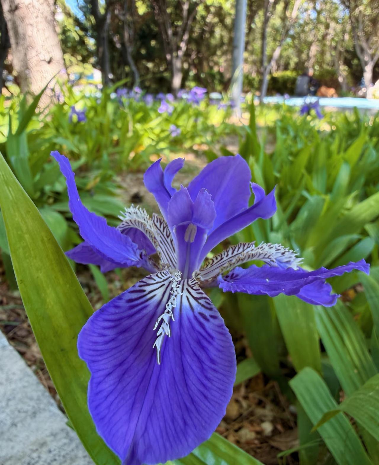 真心话茶局兰花