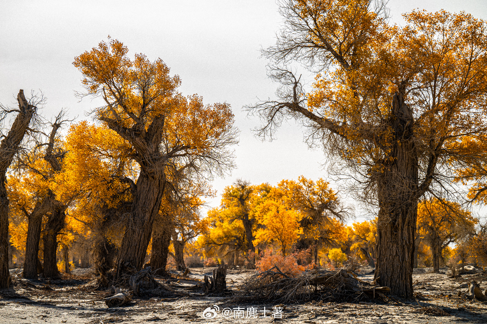 塔里木河流域在沙漠形成多片绿洲，滋养了世界上最多的胡杨林，轮台县的胡杨林最粗壮，