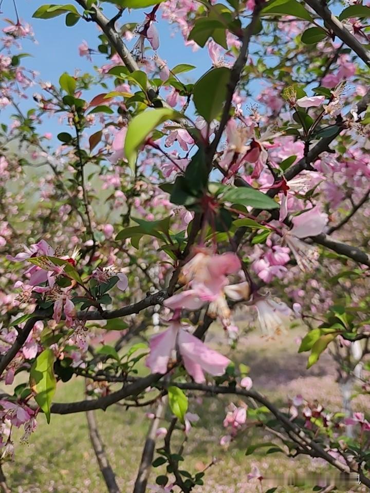 合肥教育反腐再下一城，一位“书香校长”落马。 “书香校长”这一称谓，本就饱含着对