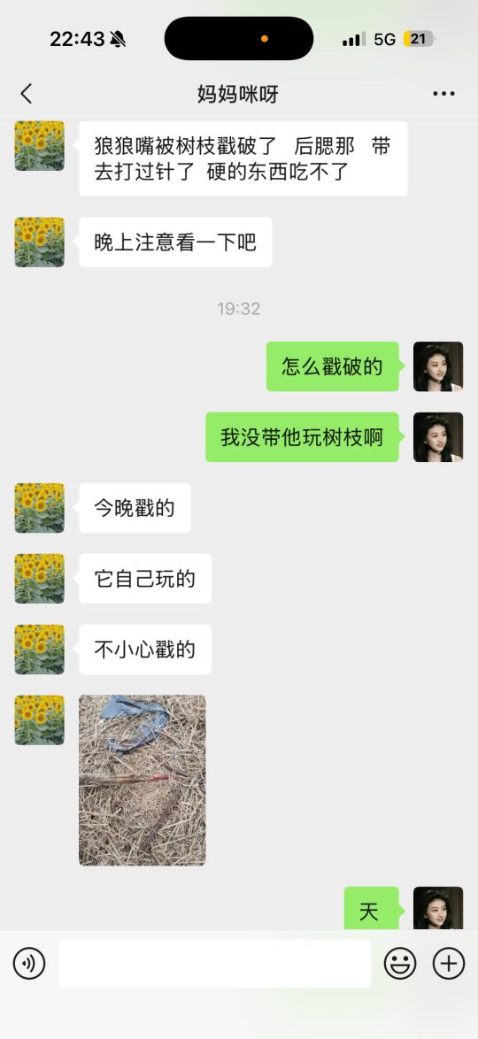 大家以后不要让小狗随便捡树枝😭😭