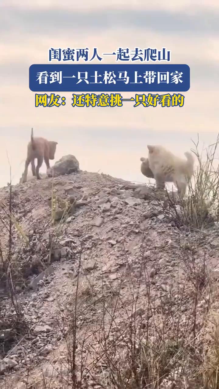 闺蜜两人一起去爬山，看到一只土松马上带回家。网友：还特意挑一只好看的。