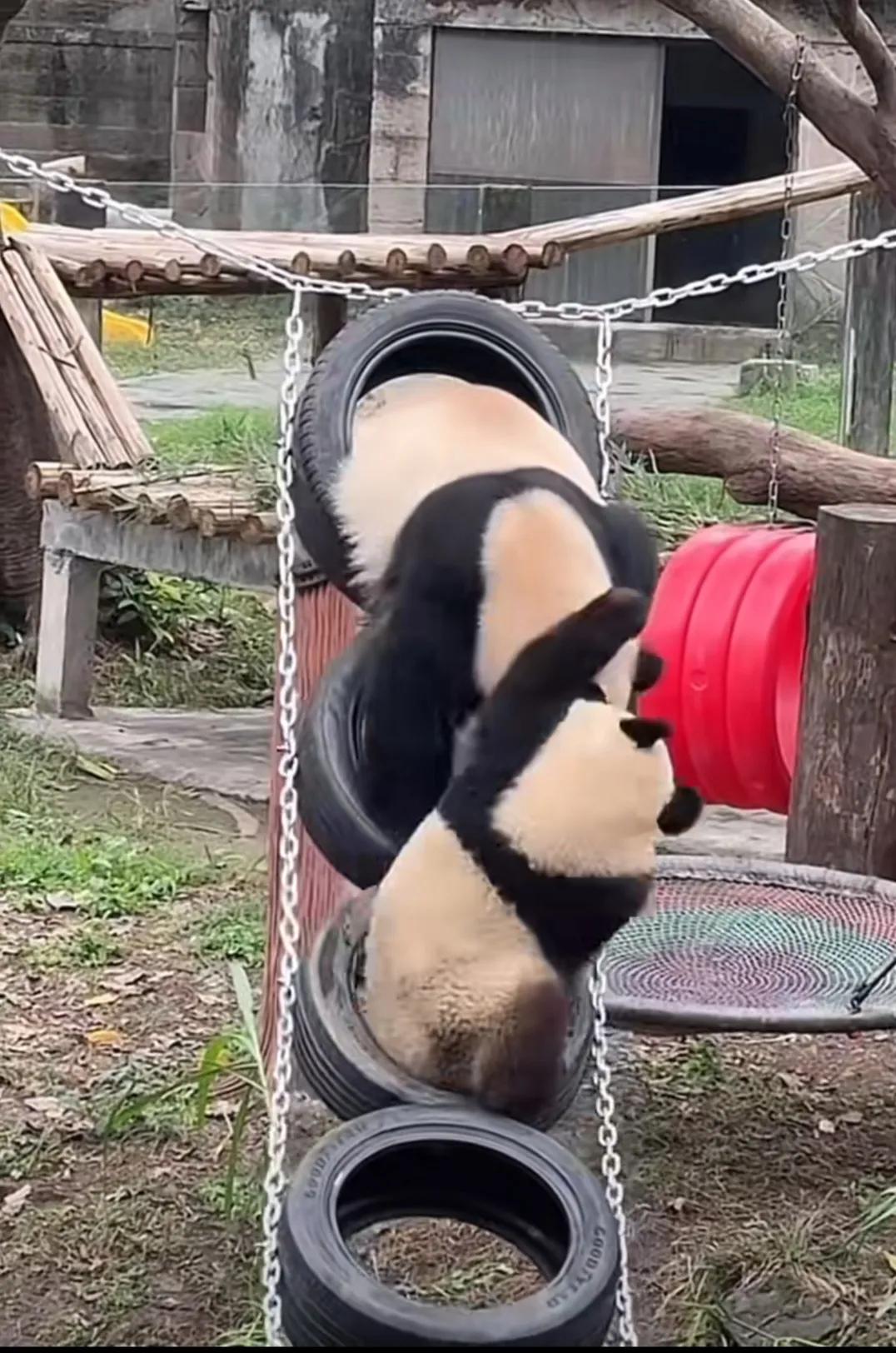 莽小五：新玩具上没有母子，莽妞妞来决战吧！
妈妈莽仔还是忍了，如果赏好大儿一个飞