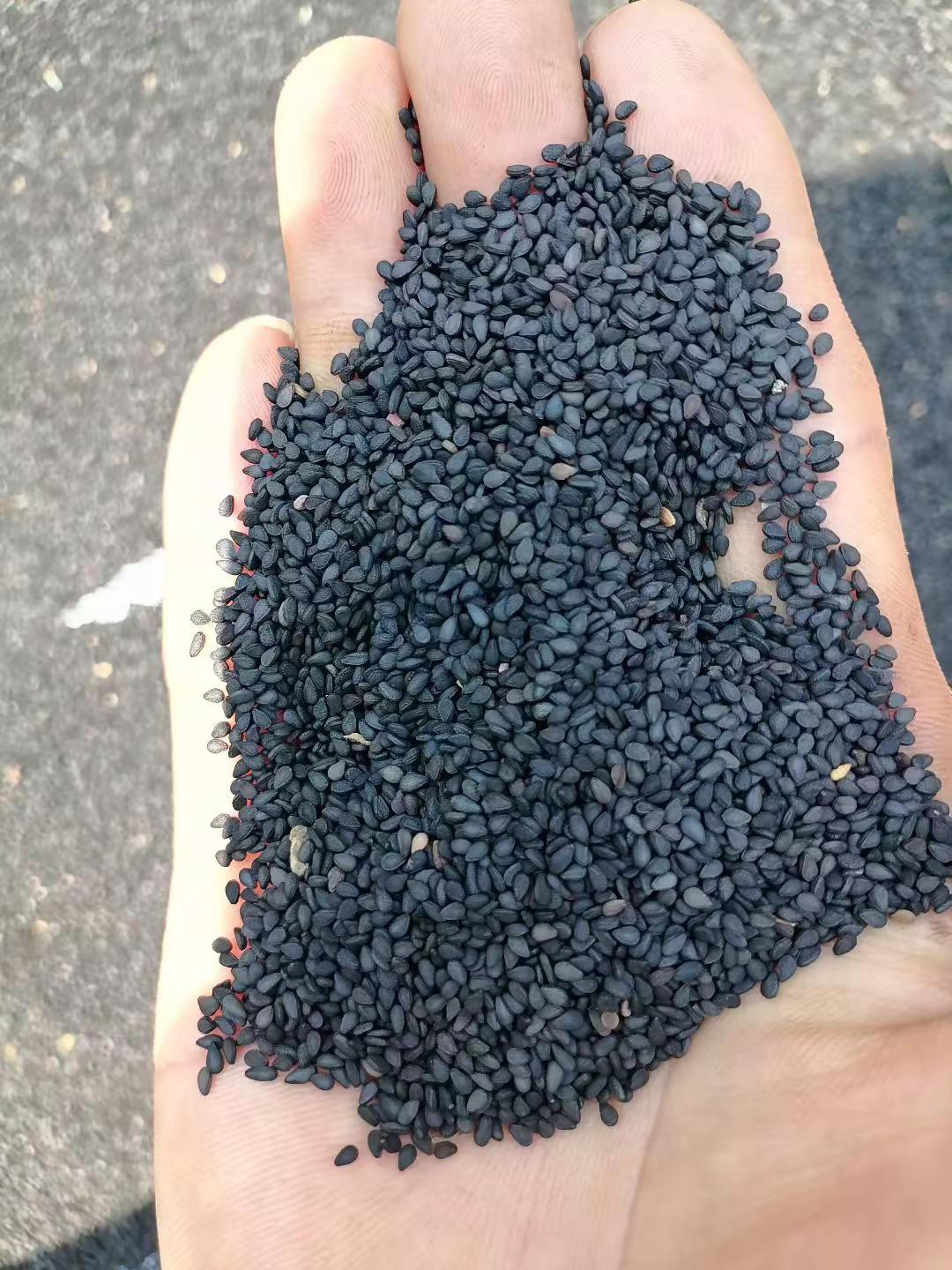 谁有黑芝麻。8元一斤。拿来换钱。