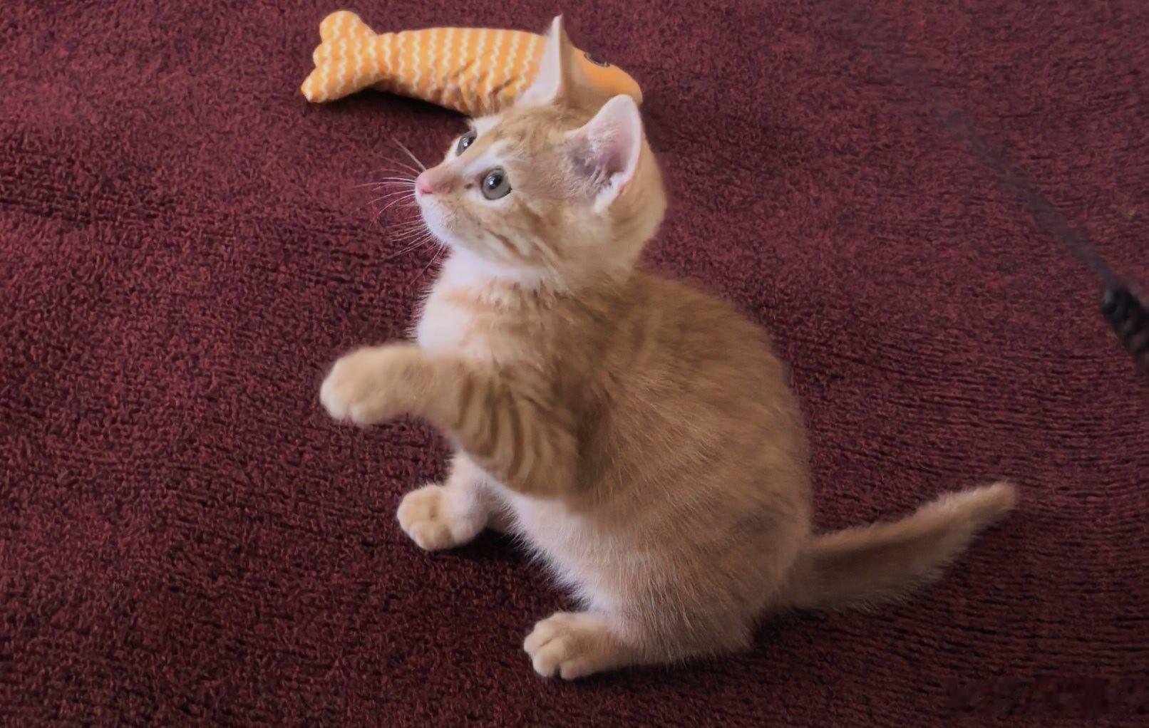 我的猫🐱接回来了，目测是个魔丸，这会玩累了躲猫窝里了~ 