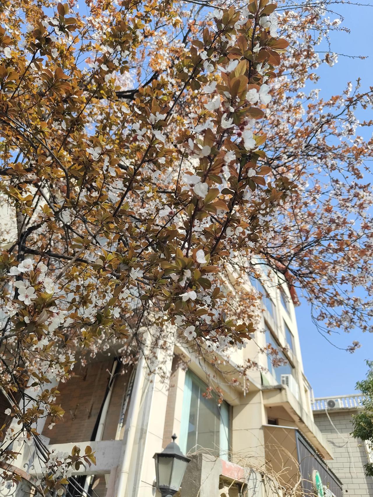 分享一张你相册的拍的花花儿真美，春天里！