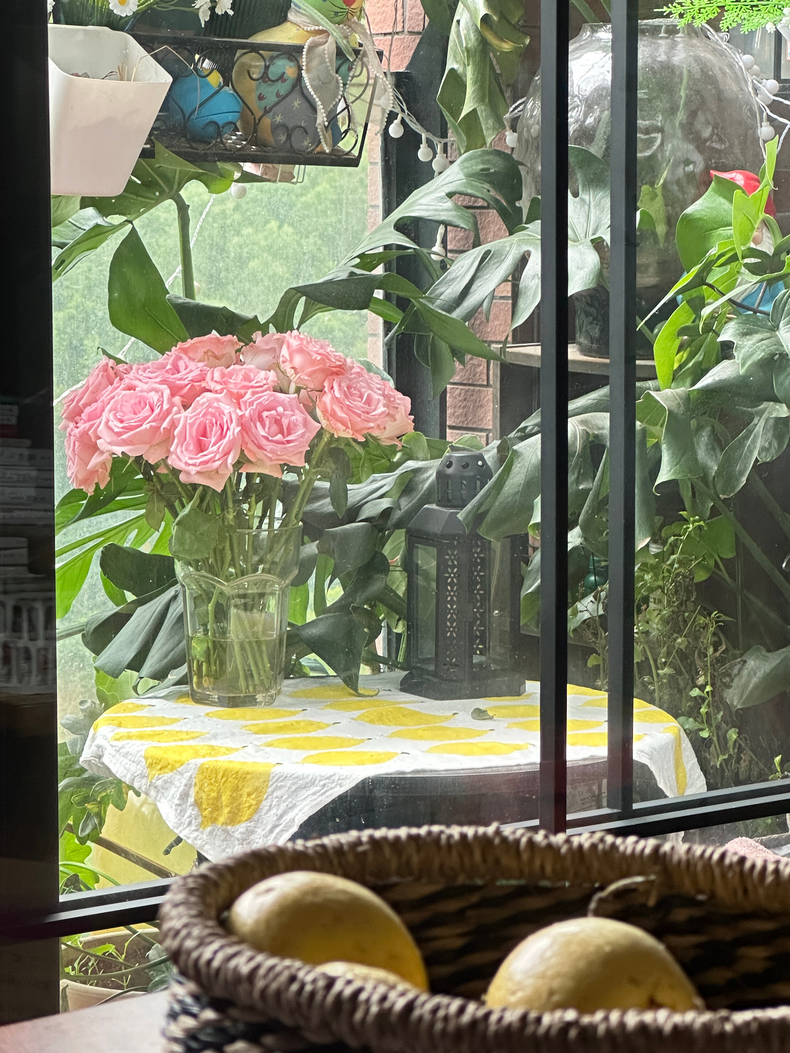 下完雨的日子小花园的绿植好像长更高了，龟背明显高了～～花也还没谢，看看能不能撑过