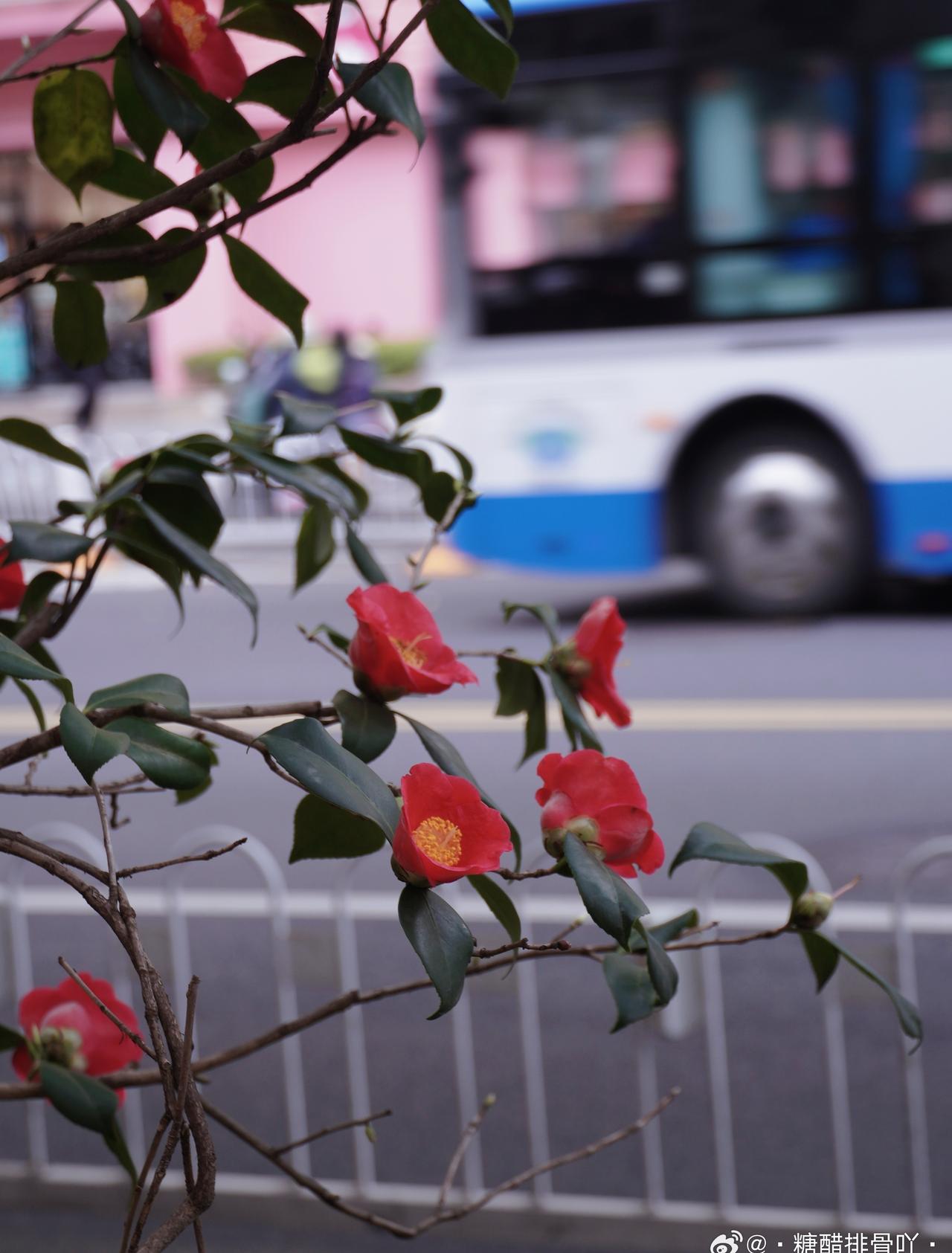 踏春日但阴转小雨🌧️🌱 ​​​
