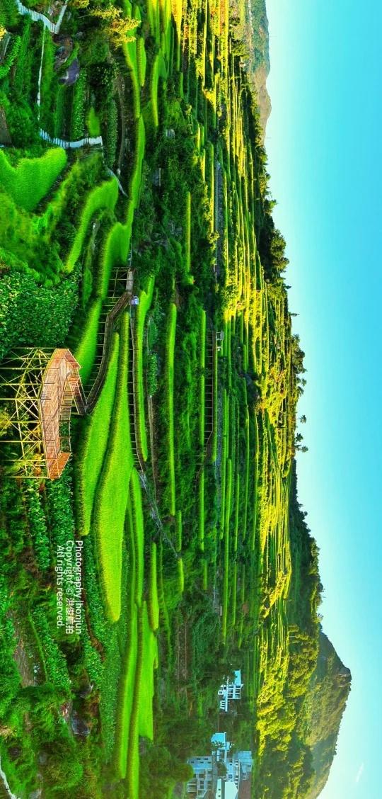 当第一缕秋光洒下，最美梯田就被金黄晕染。田埂如线，串起这漫山遍野的金，构成一幅绝