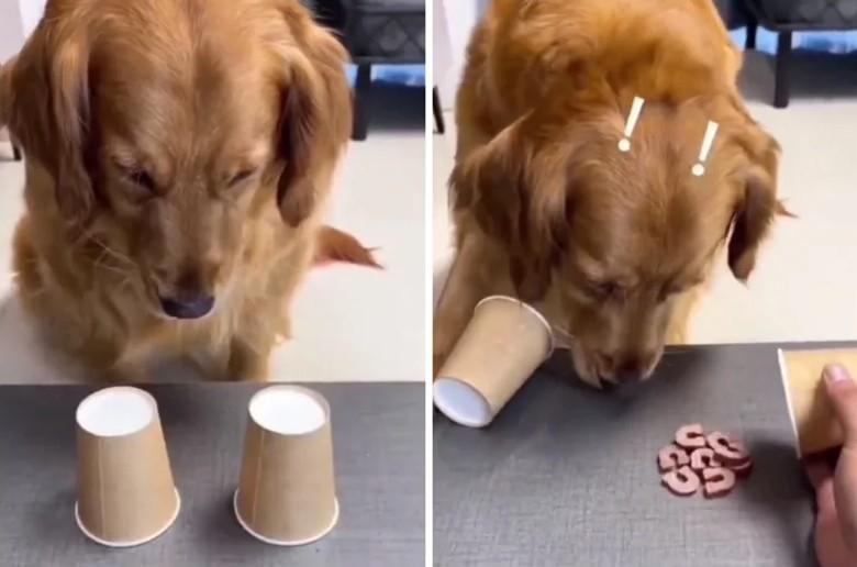 饲主和黄金猎犬玩游戏，让它选被覆盖的纸杯哪个有零食，狗狗选了其中一个，后来发现自
