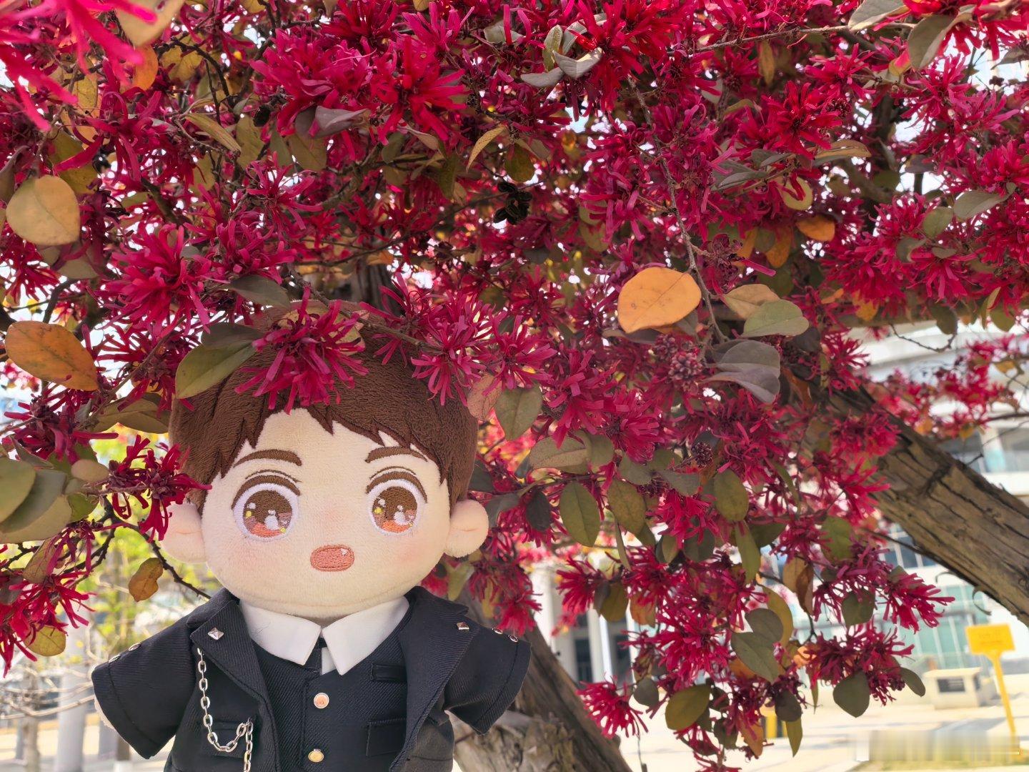 新郎的花冠。[哈哈] ​​​