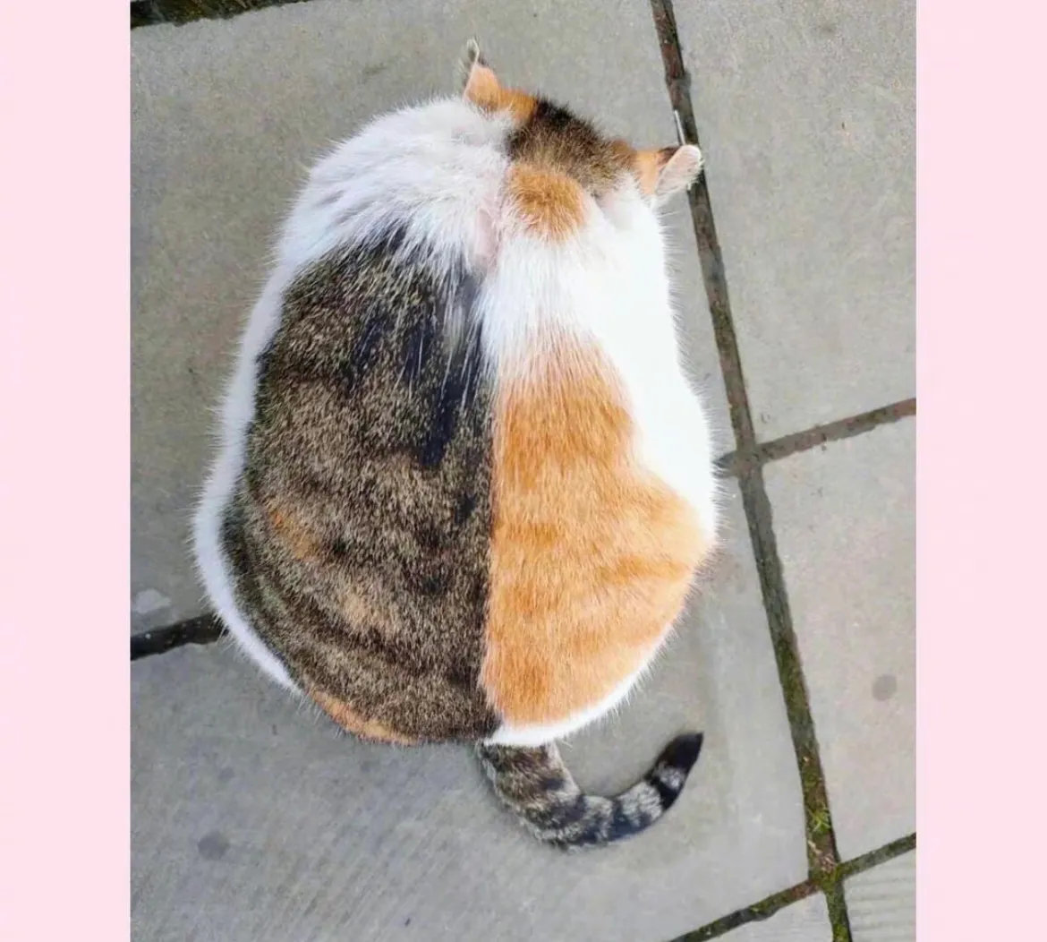 还以为是两只猫！
