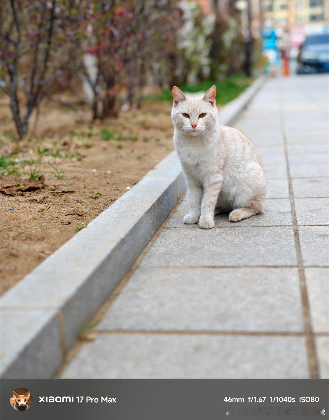 路边看到一只小猫白色但不是那么白，白梨花确实比较少见非常乖，但是可惜我家里已经有