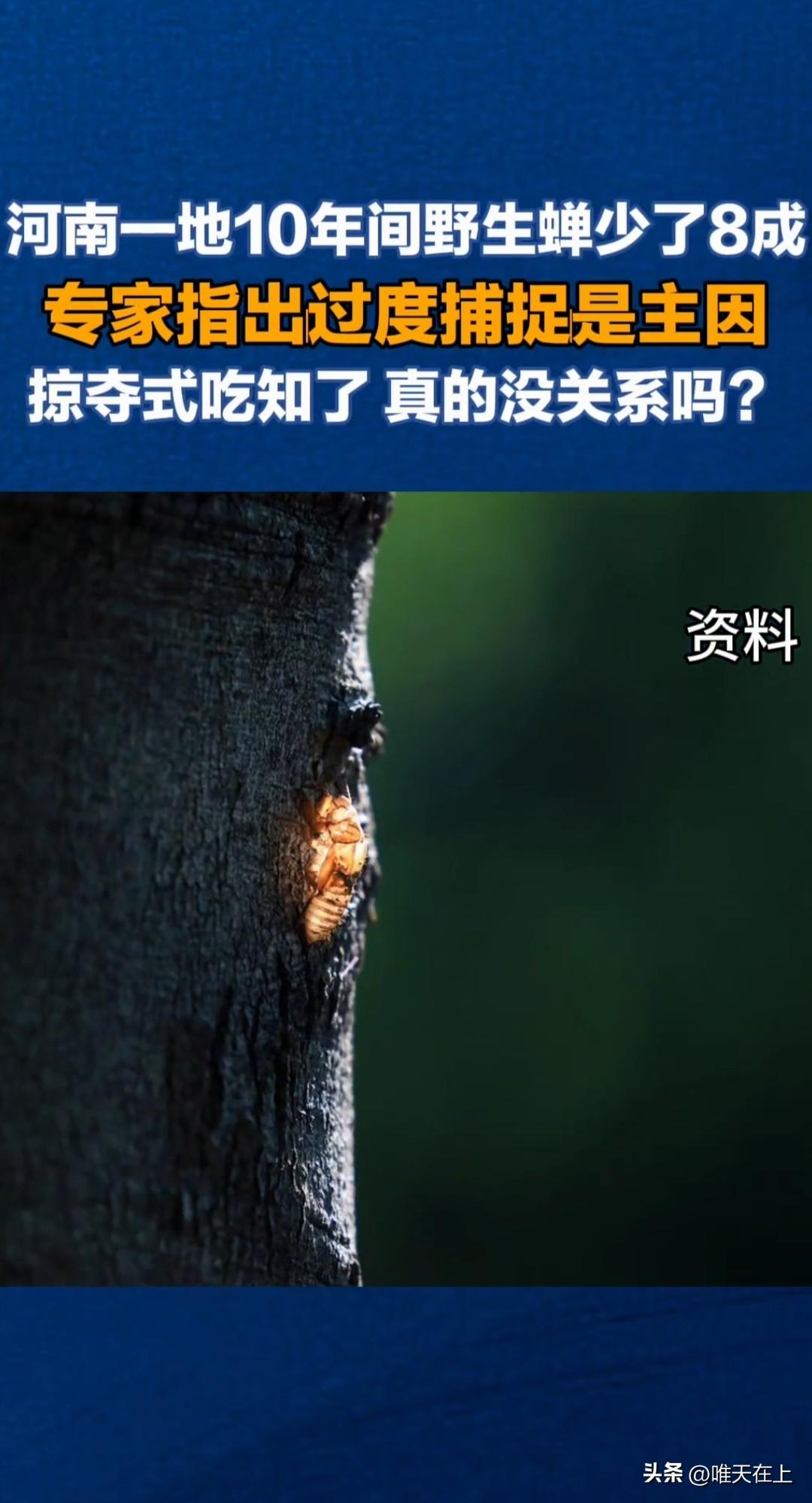 蝉鸣，成了偶尔听见的旋律！
儿时，农村麦季打场的感觉找不回来了。
我们这儿有“麦