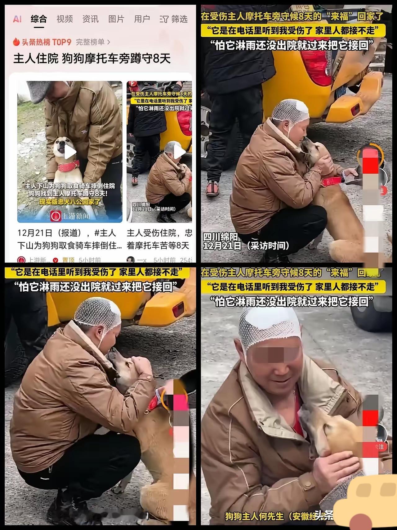 谁说科学能解释所有深情？四川这只叫来福的土狗，用八天蹲守狠狠诠释了什么叫“心有灵