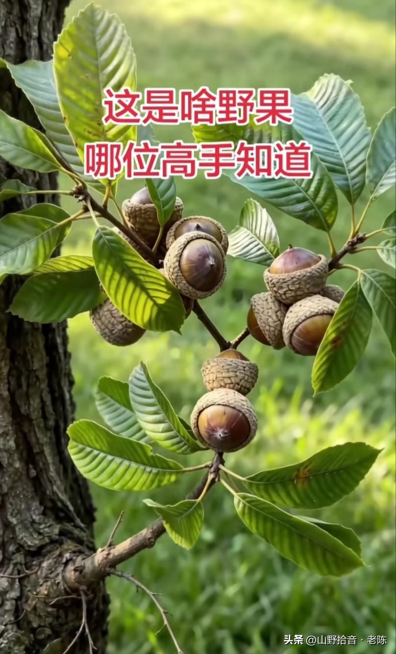 友友们，今天在山里偶然发现了这个奇怪的果子！🤔 这是啥果子，有人认识的吗？评论