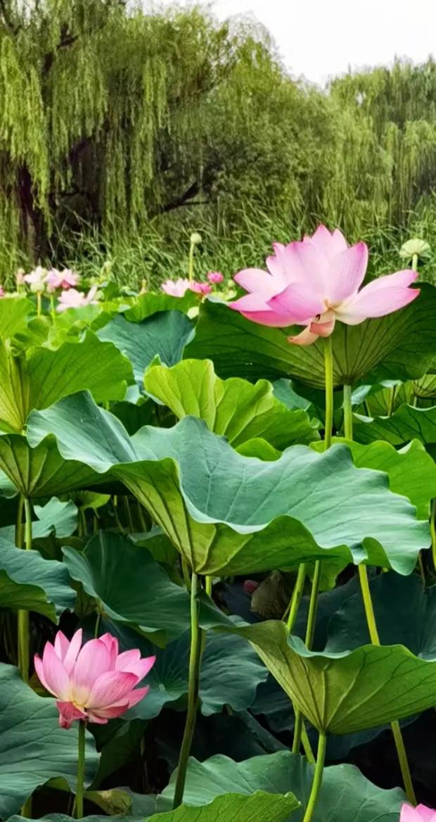 我也不喜欢夏天。夏天的蚊子简直是噩梦，它们像轰炸机般围绕着人，嗡嗡声吵得人心烦。