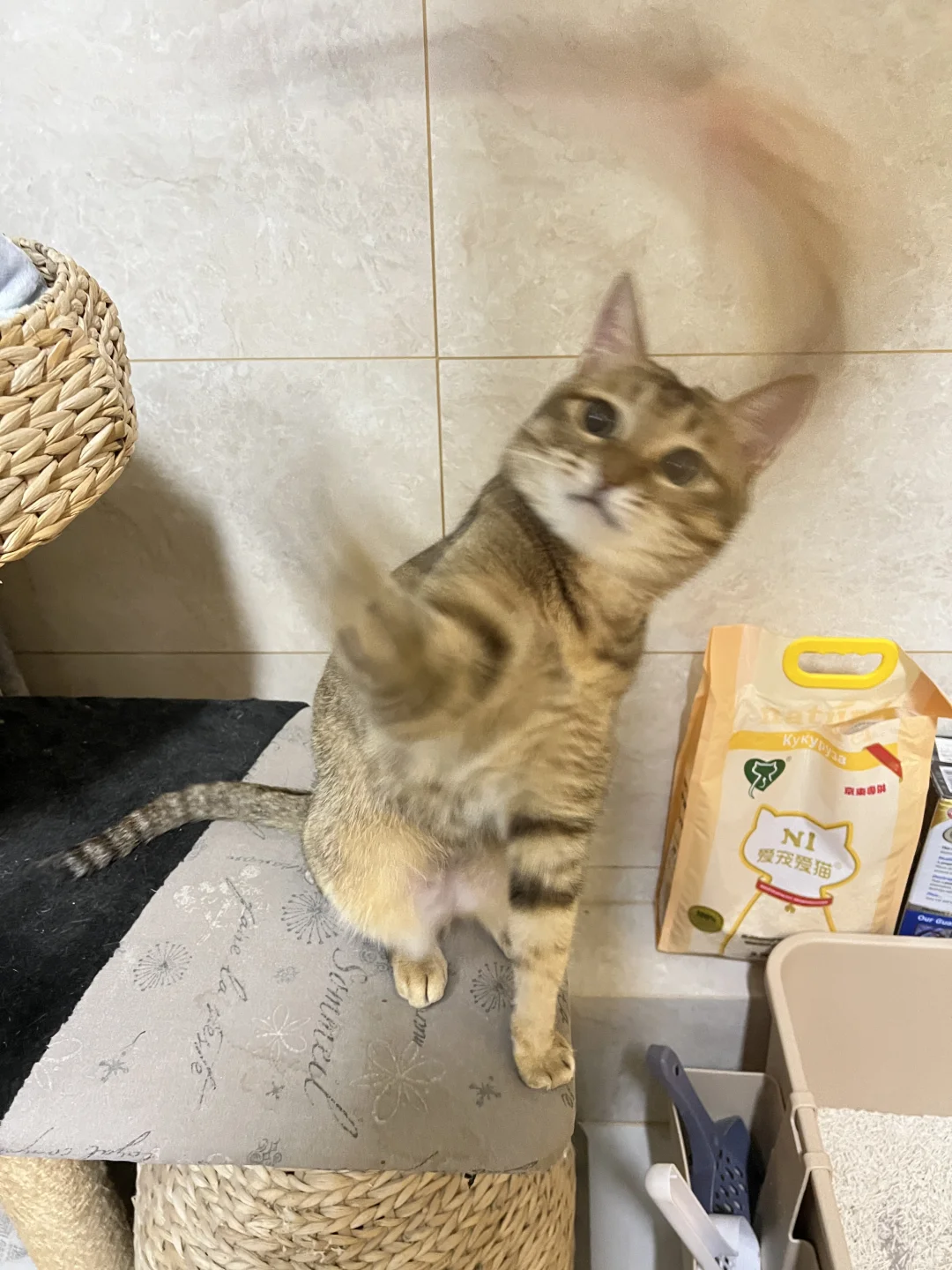 三脚猫功夫猫猫无影脚