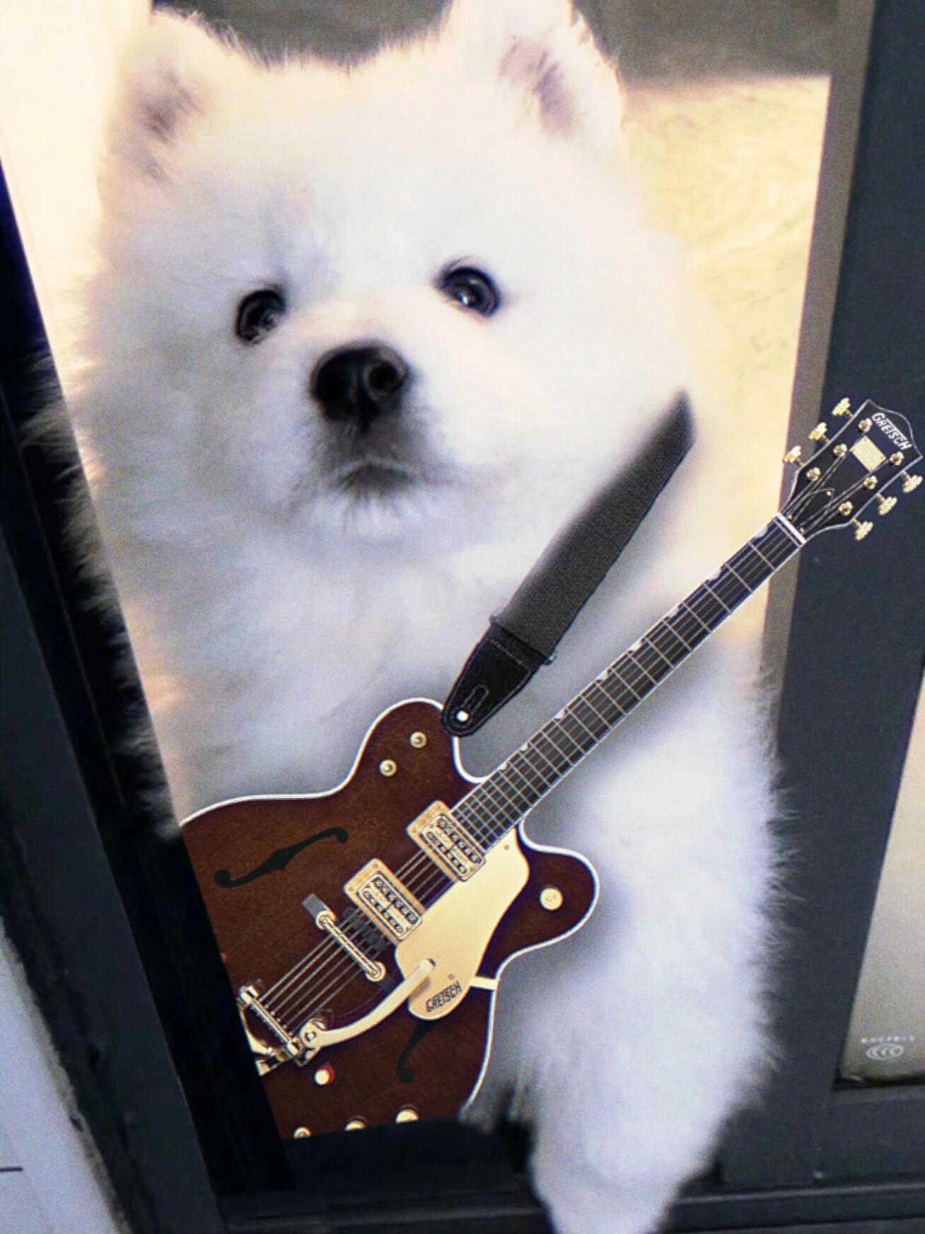小狗乐队🎸🦴 