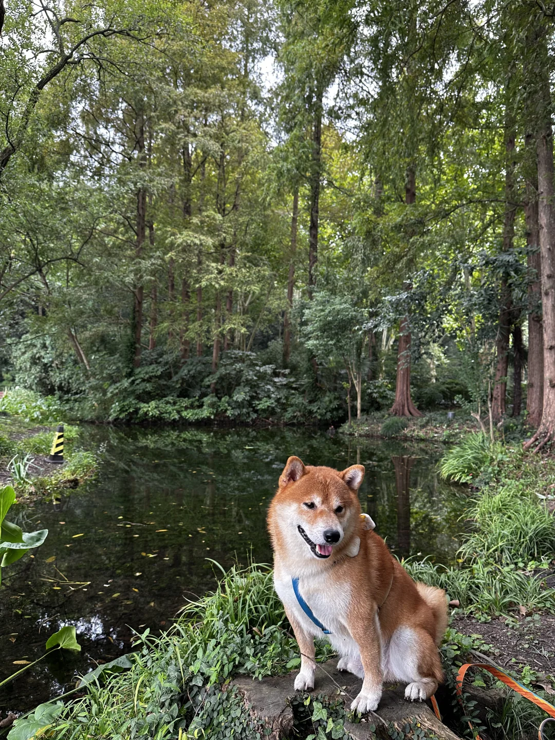 冠能老年犬狗粮初体验【十分主观，介意的慎入