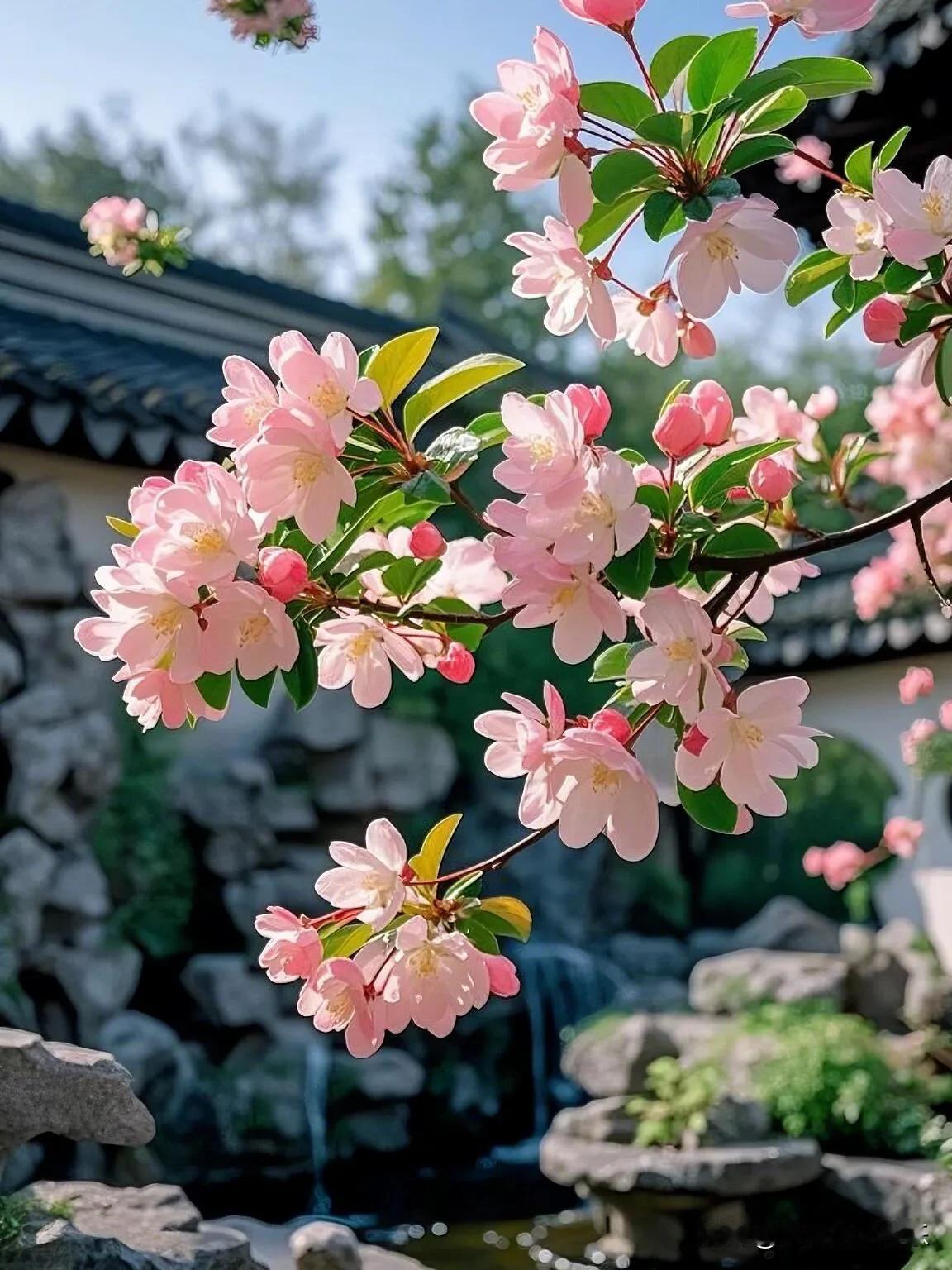 🌸海棠花暴击！闯入莫奈笔下的粉色梦境||春日限定的浪漫🌸
📷镜头下的每一帧