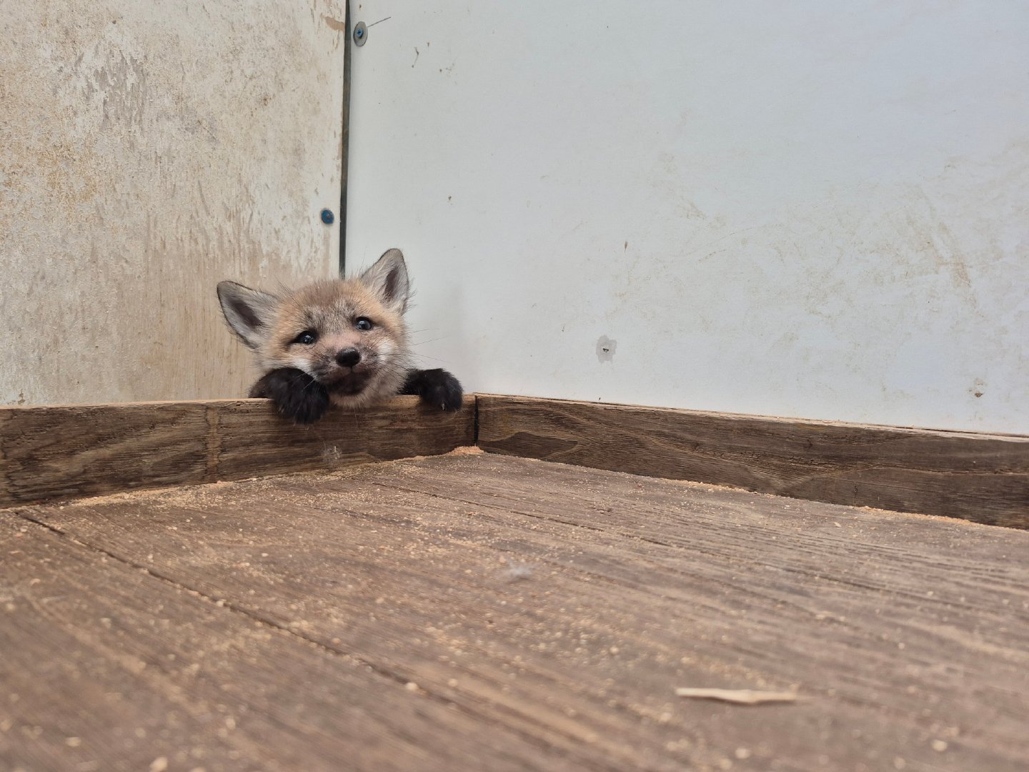 你的狐狸崽突然出现©️kon_fox_village 