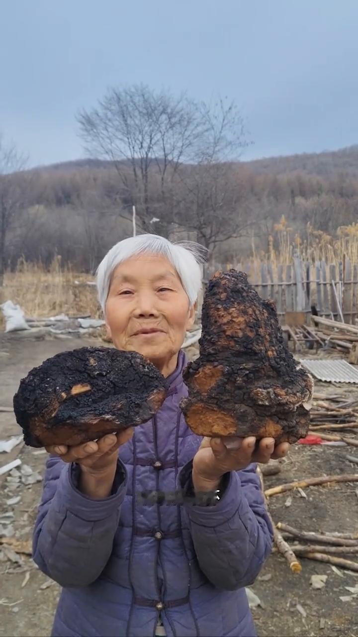 寒冷黑龙江原始大森林，纯野生的桦树茸。
我家是小兴安岭的主脉，原始大森林。我们这