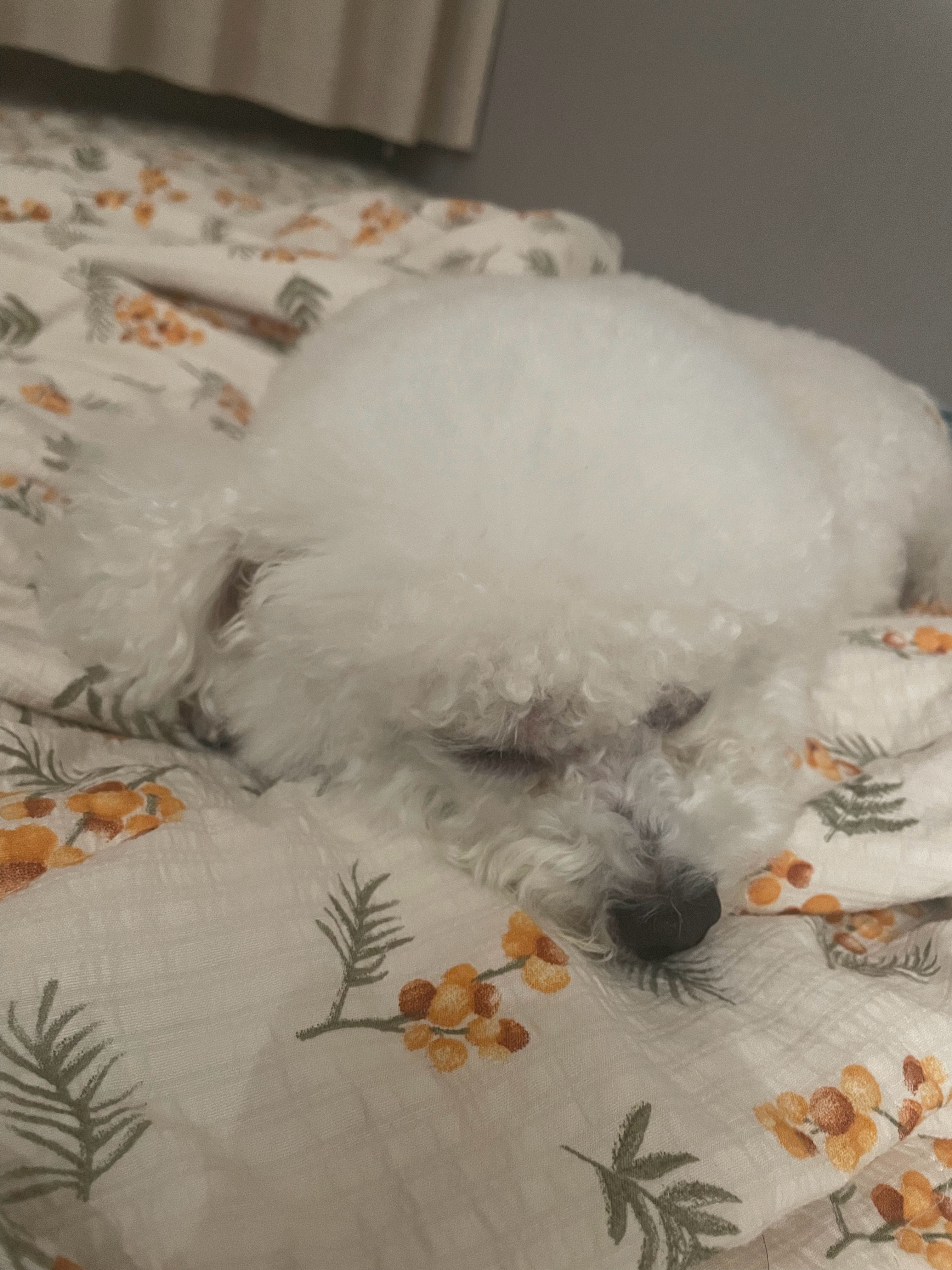 小狗睡觉💤 