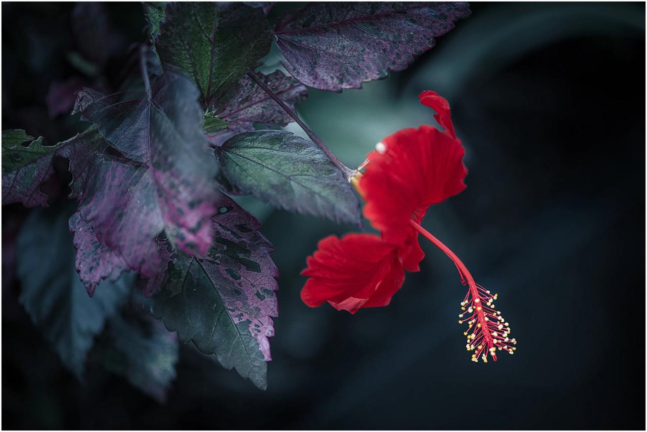 花蕊，花的神态所在，一般的花蕊近拍，无架，定神，调整好呼吸。选择它的俏皮时，一按