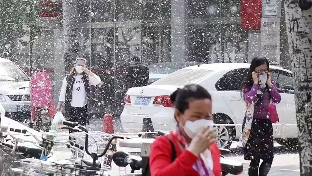 春天一到，街上全是白毛。
口罩成了标配，车窗不敢开，连扫地大爷都得戴护目镜。
这