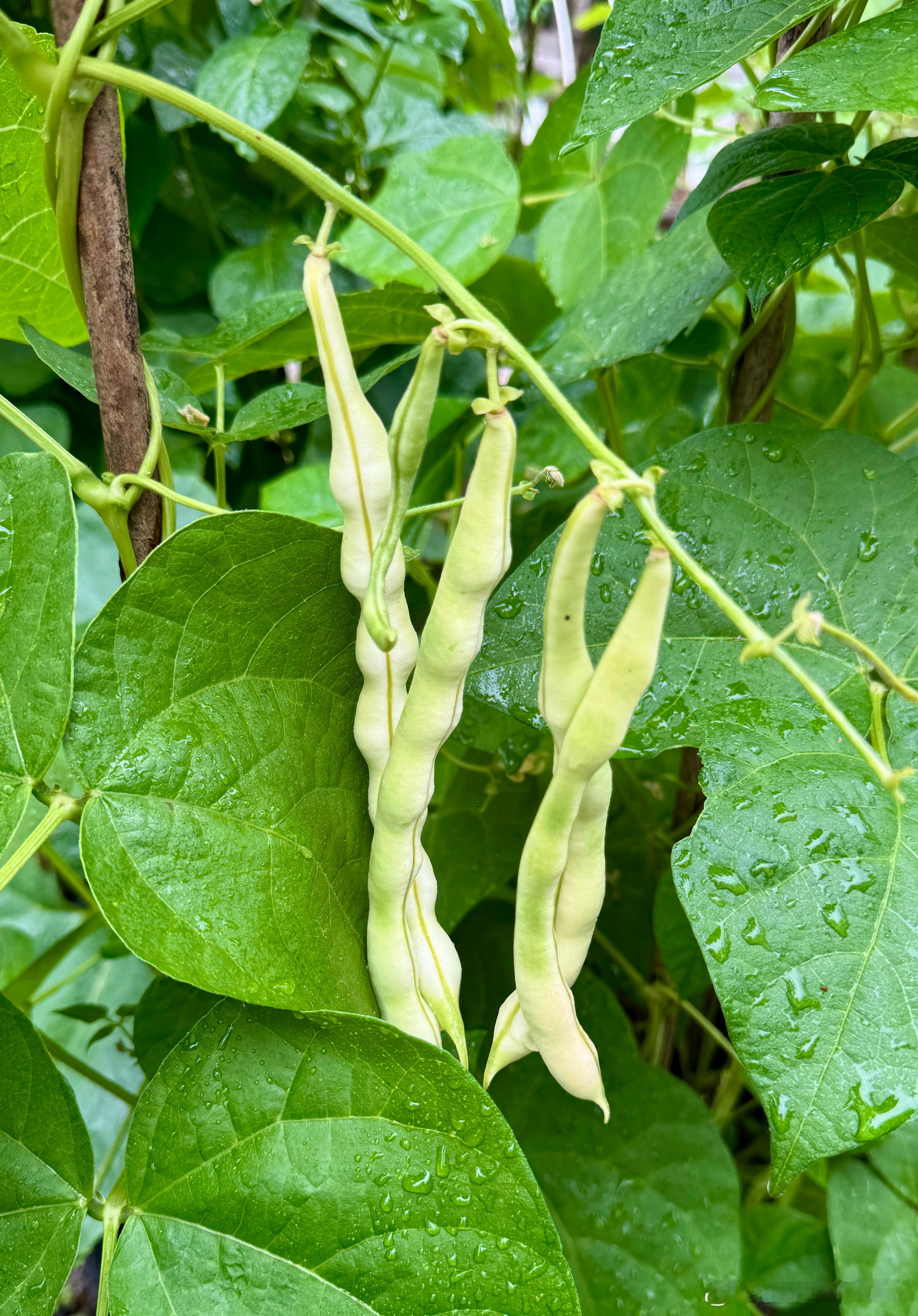 冒着小雨跑去小菜园摘菜。大叔站在窗前一直冲我挥手，让我赶紧回来，别淋雨。但是，这