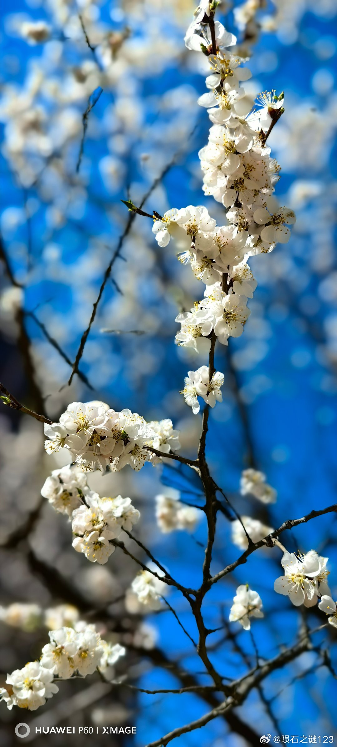 今日盛开，蓝天作证。北京，花的盛宴已隆重开席。随手拍春天