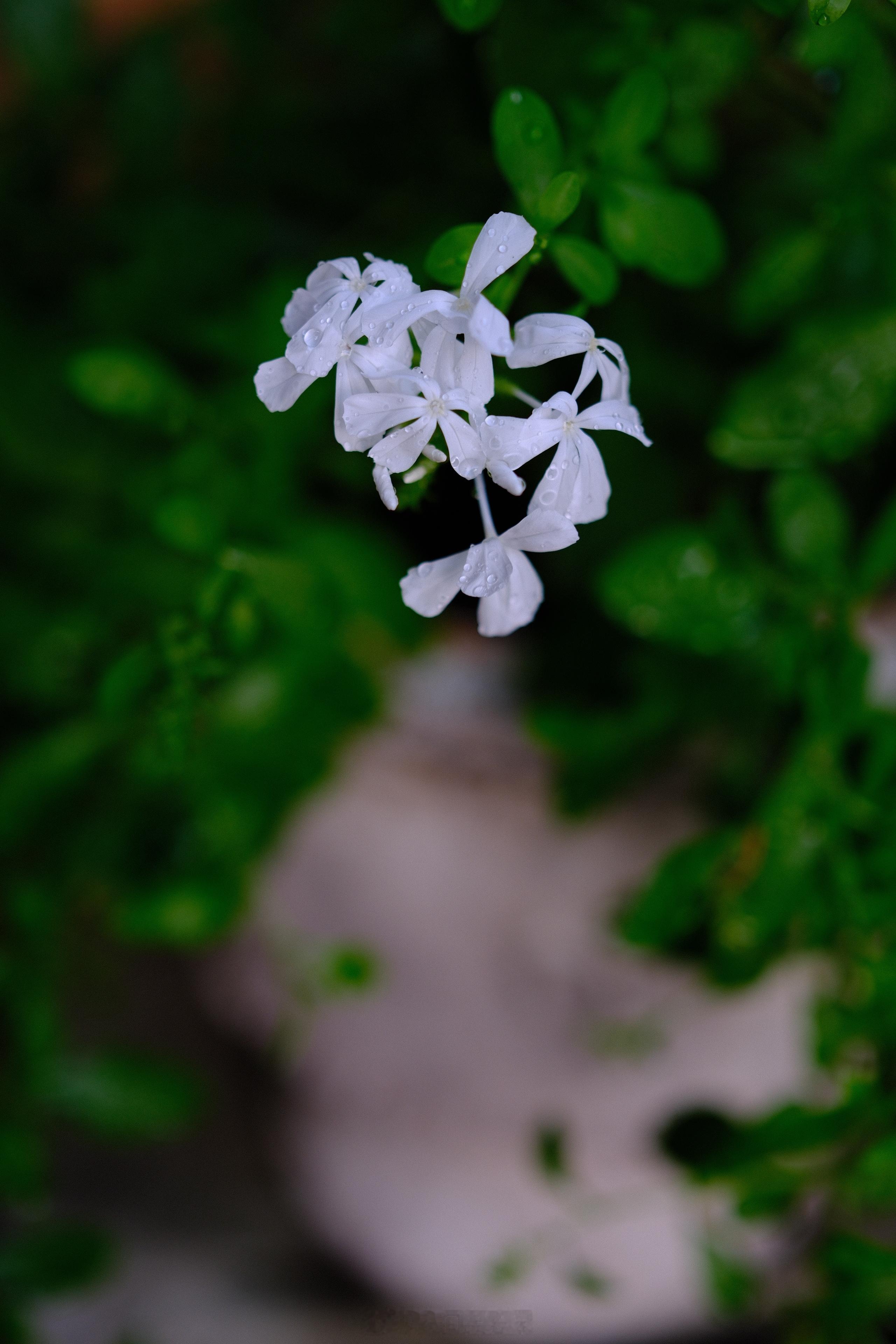小院的美丽色彩，蓝白雪花和挂果的石榴。植物