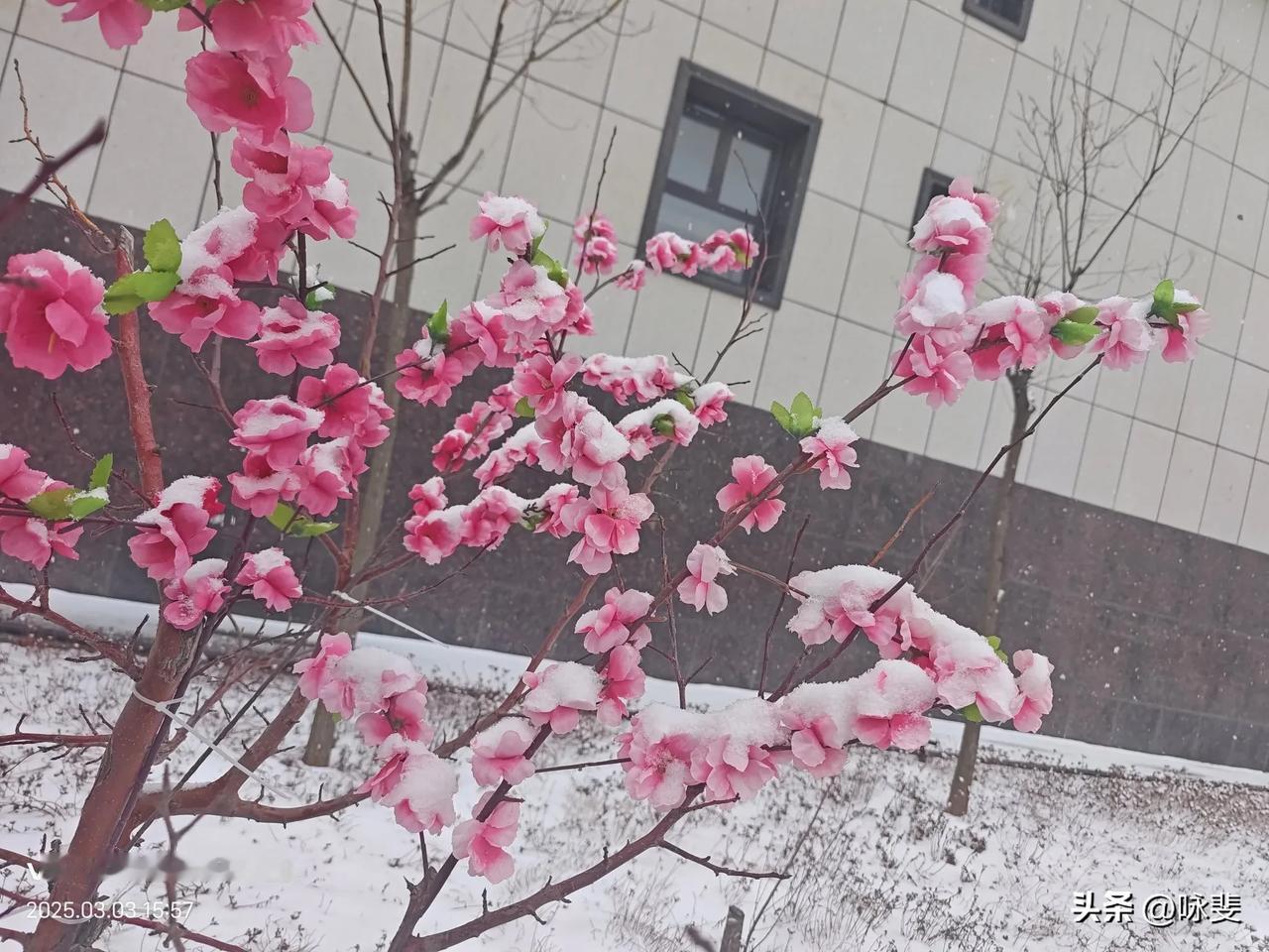 昨天立夏。本来应该是炎炎烈日，气温渐升，然而在鄂尔多斯却迎来了一场罕见的小雪。春
