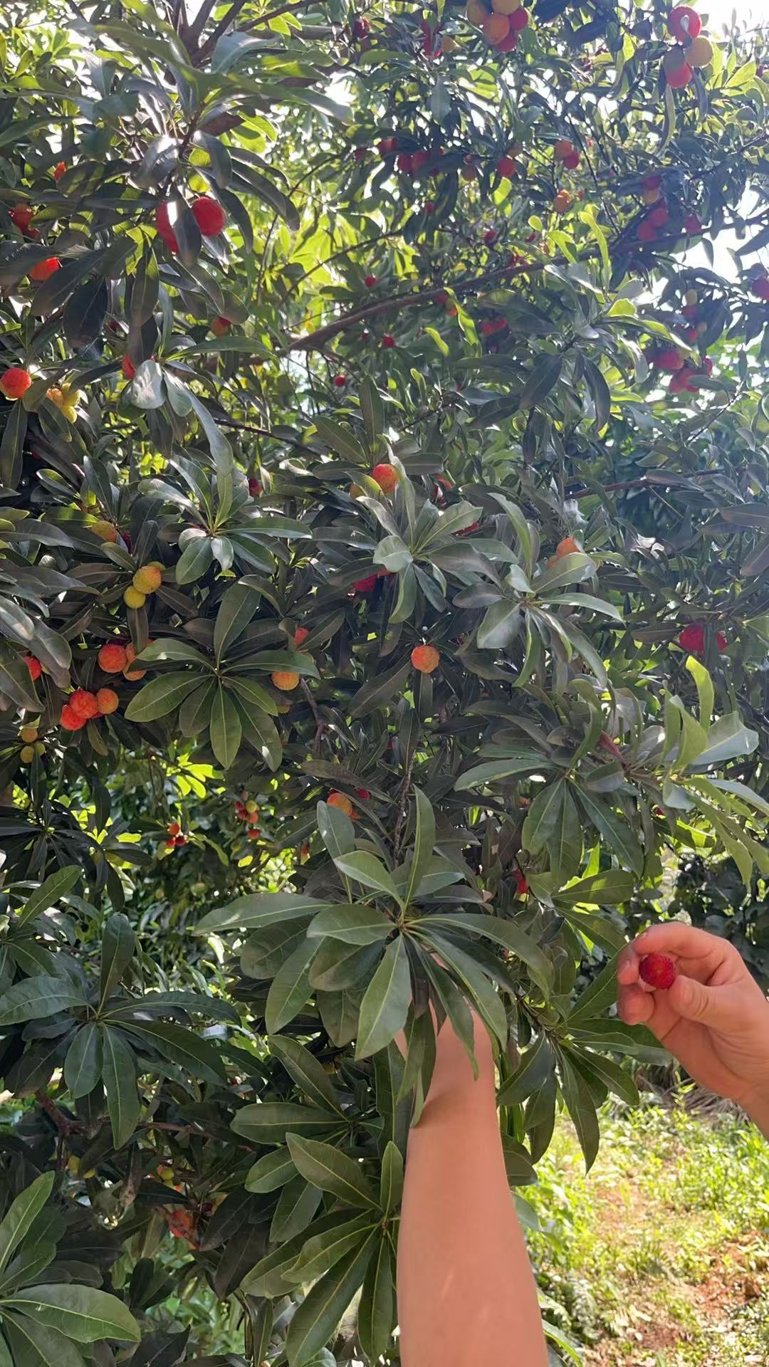 芜湖~ 