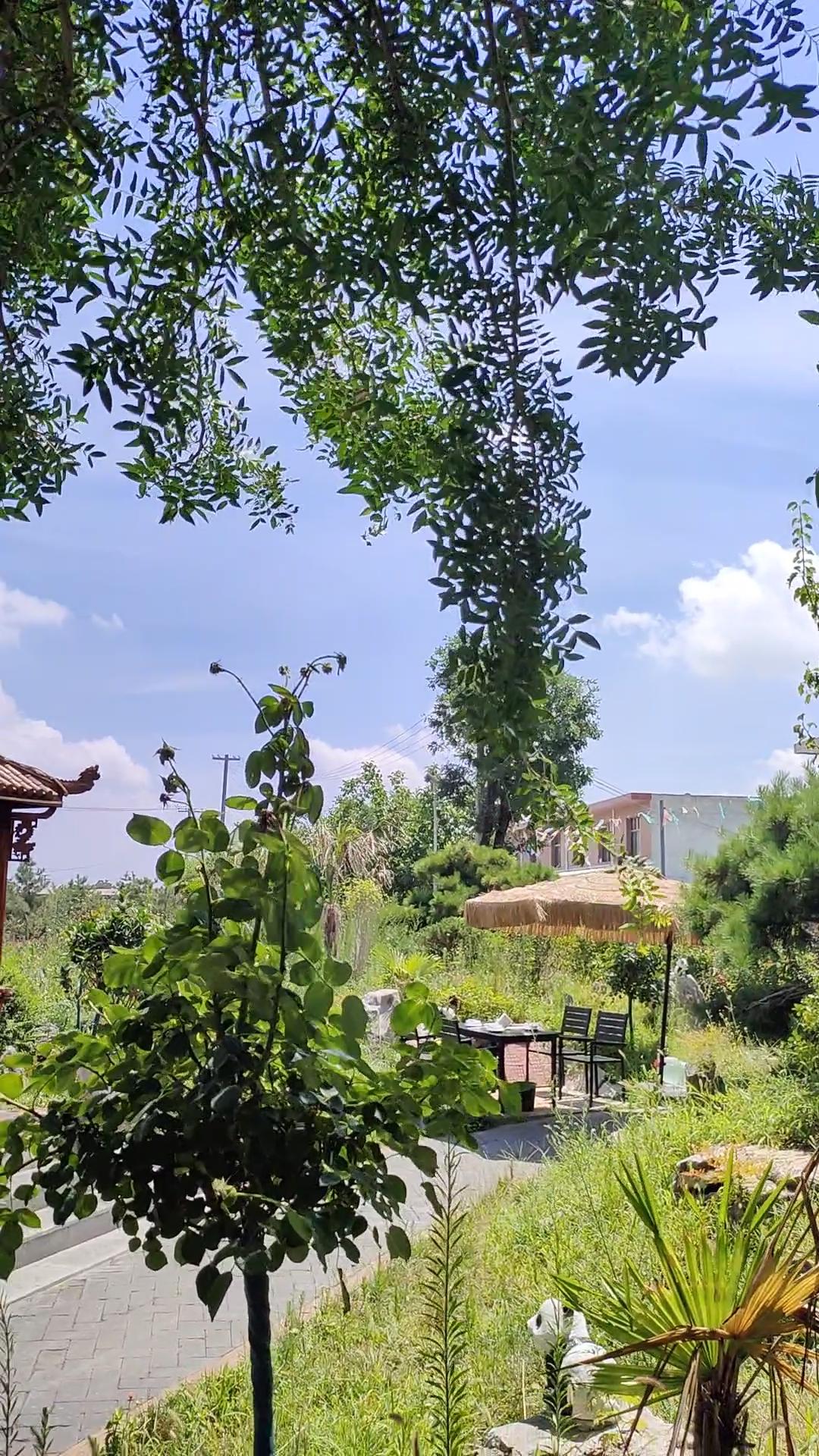 绿树成荫，清风入小院，寻一处凉歇坐，夏日的美好，都藏在这悠然光景里