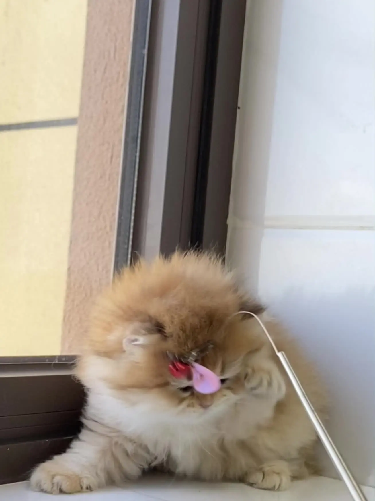 真好看