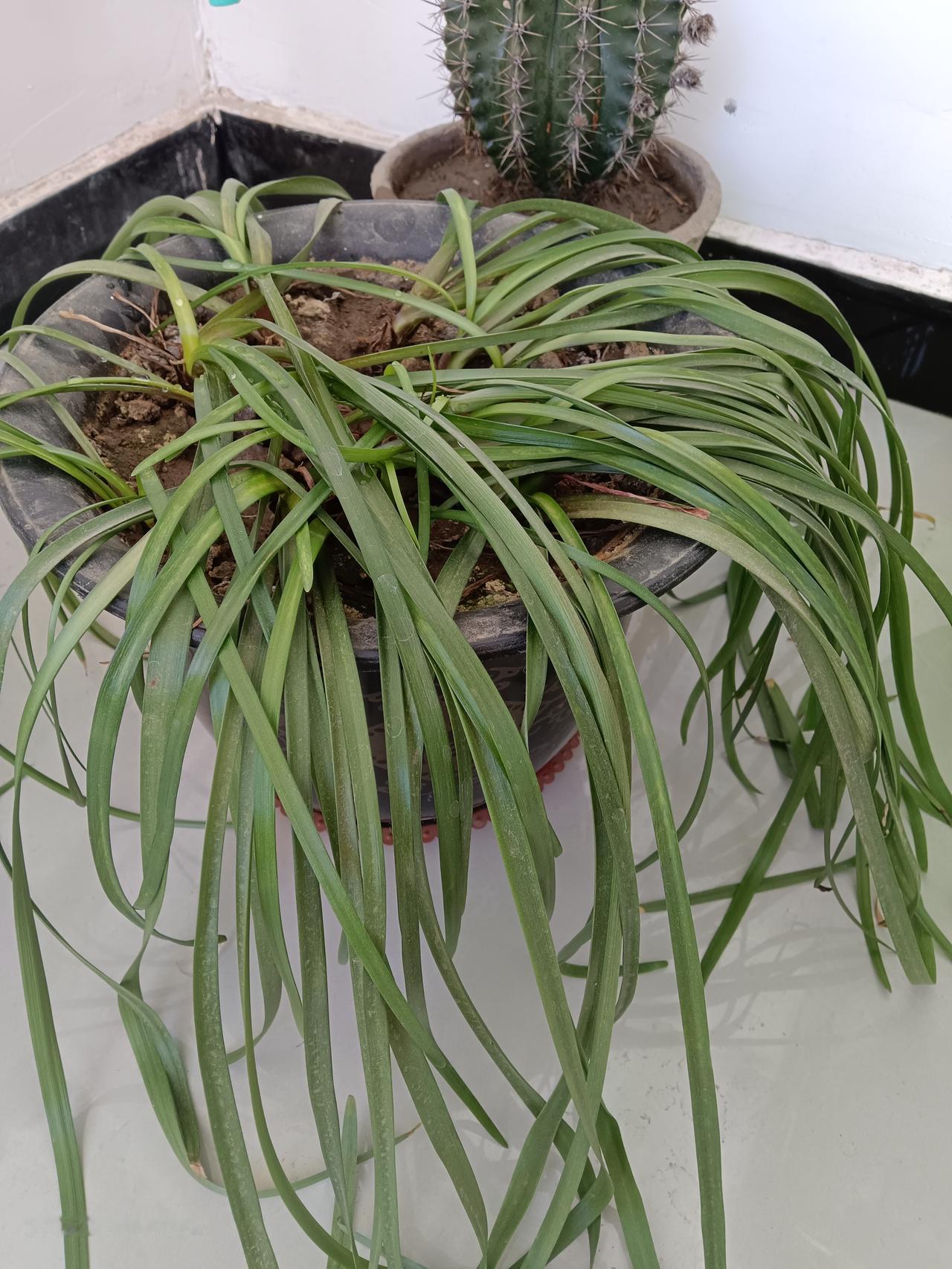 夜里室内温度8ºc就把韭菜莲的叶子冻耷拉了，不知道还能不能缓过来？