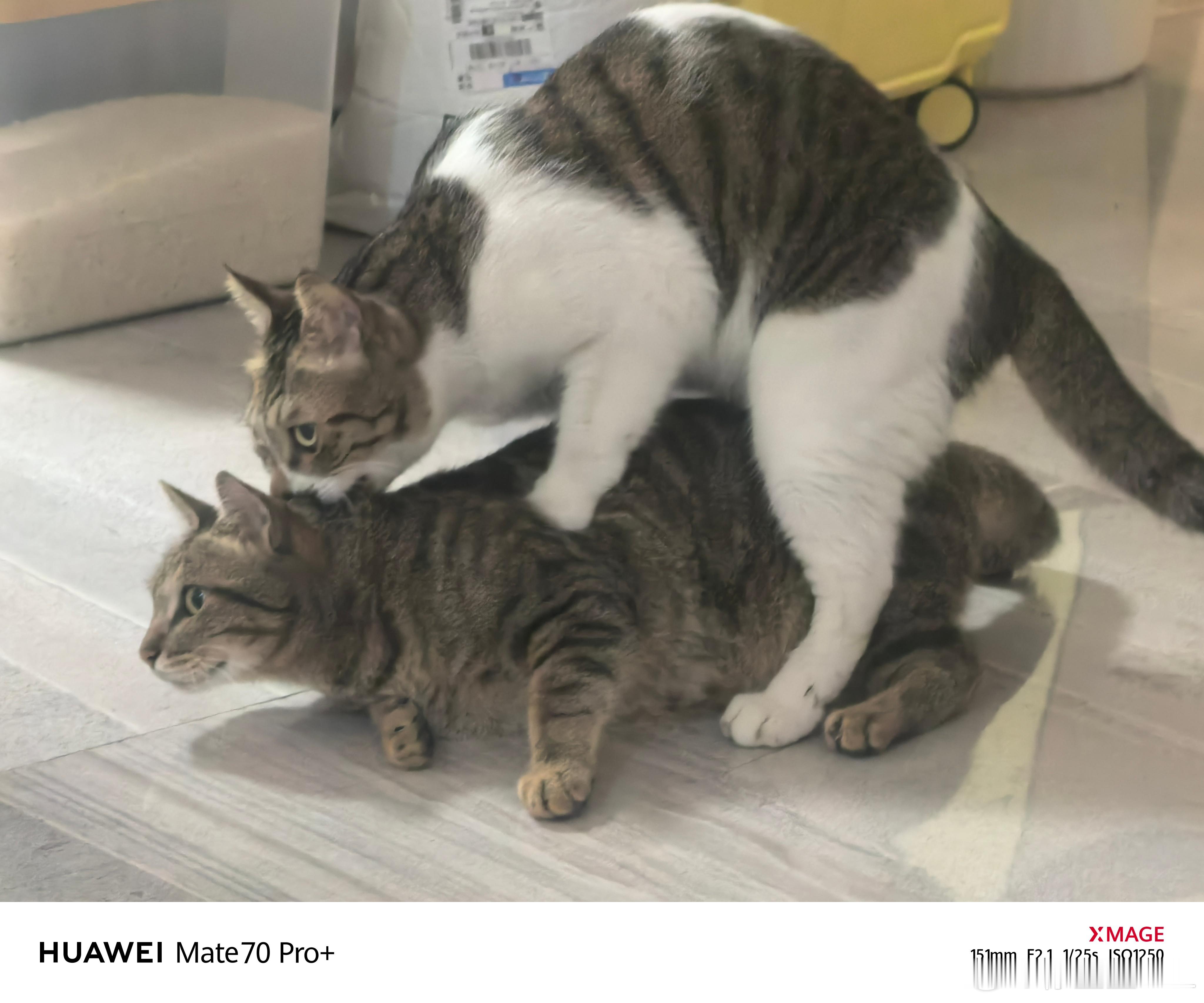 这是在干什么？他俩都是公猫啊…而且是两只被阉掉的公猫… 