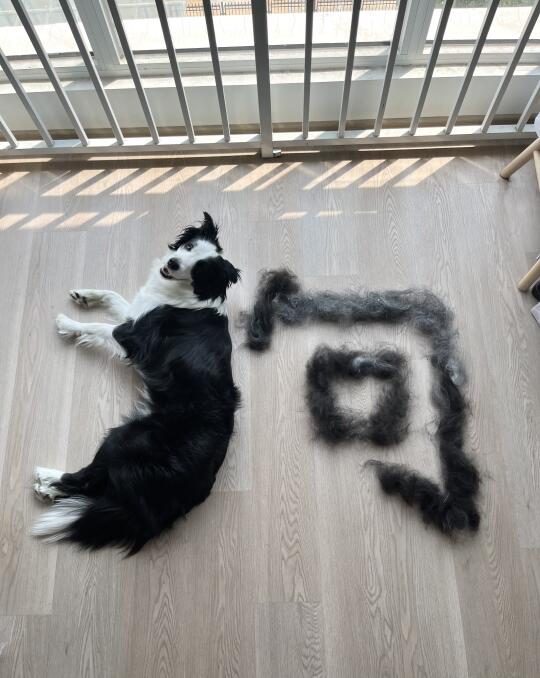 小狗书法家