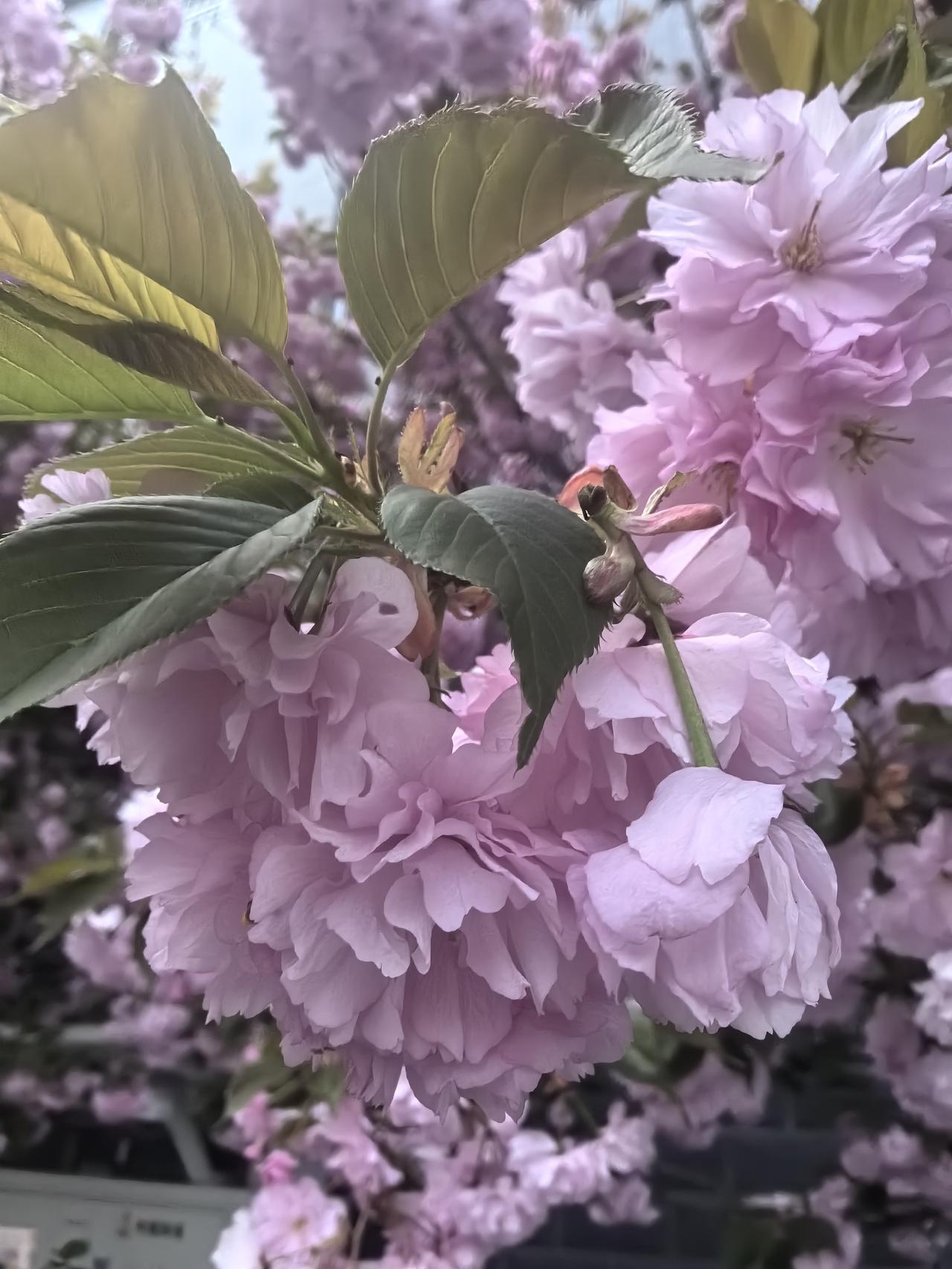粉嫩春日，繁花似锦，尽在眼前，乐在其中！🌸🌸🌸