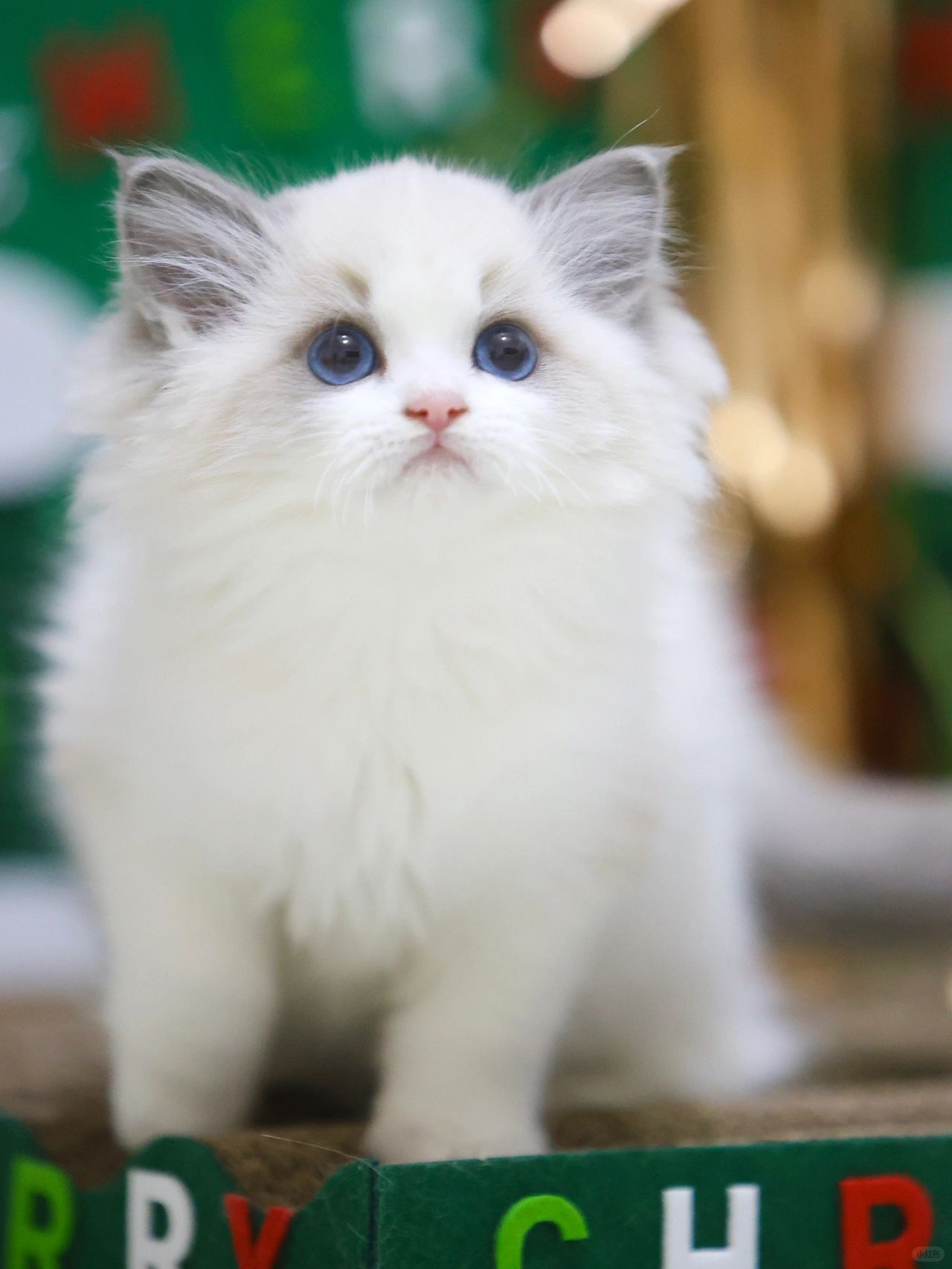 蓝双妹妹·淼淼🎀版型与甜美共存！