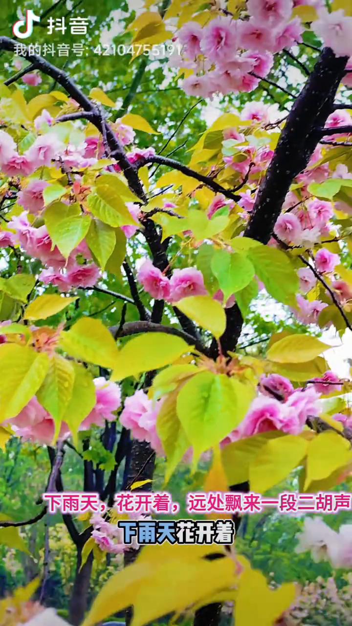 下雨天，花开着，远处飘来一段二胡声。
下雨天花开着，远处飘来一段二胡声。春雨落下
