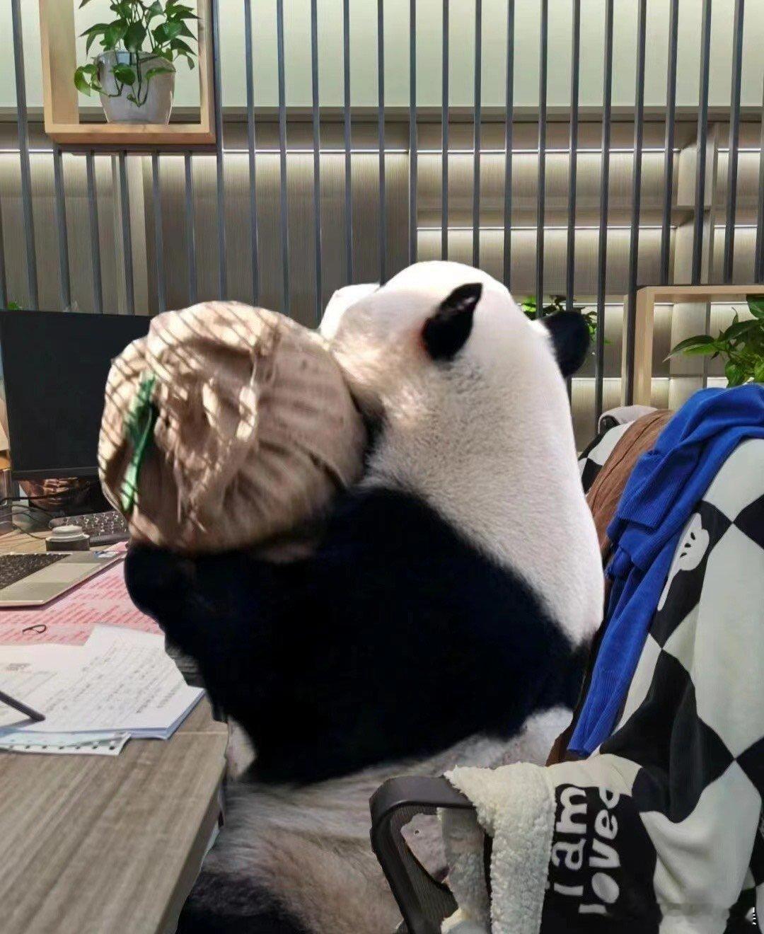 #你认为哪种神兽最能代表中国#今天公司来了个熊猫新同事！干活挺认真的，就是喜欢没