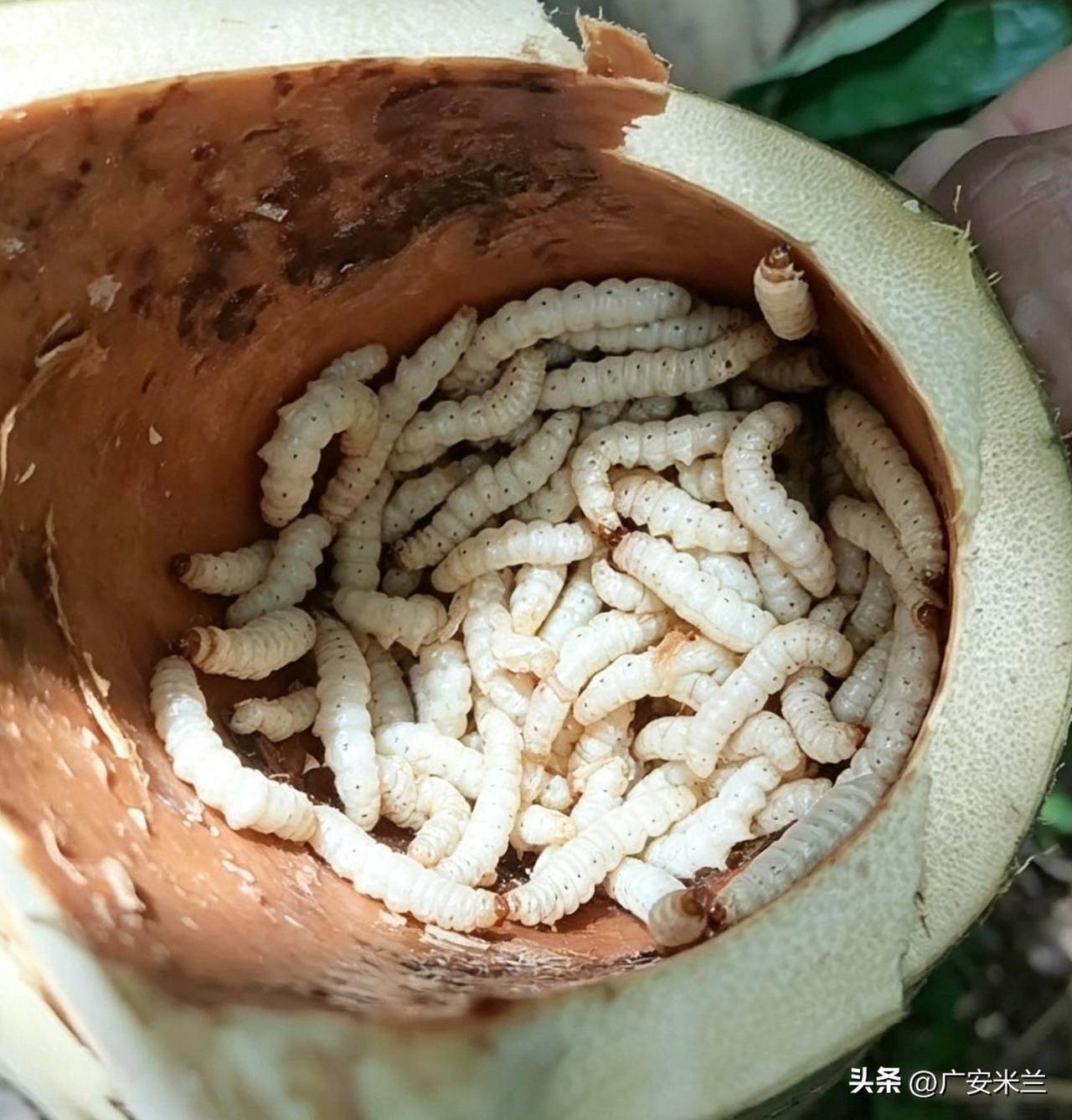 据说有的地方吃这种虫子。

我从小就害怕虫子，这个胖嘟嘟，软乎乎的虫子看着就恶心