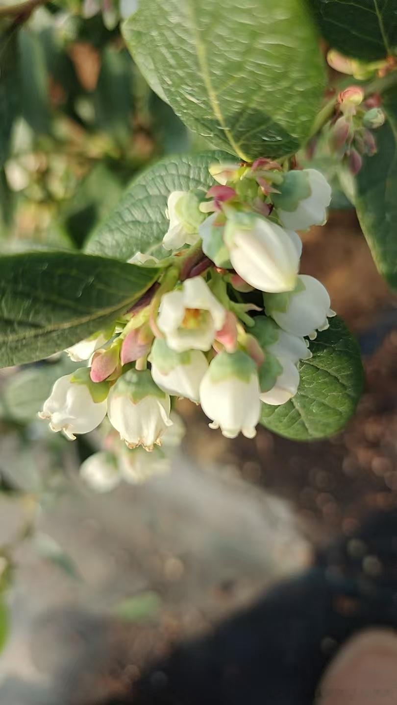 丹东的蓝莓开花咯，预计2月份上市[doge] 