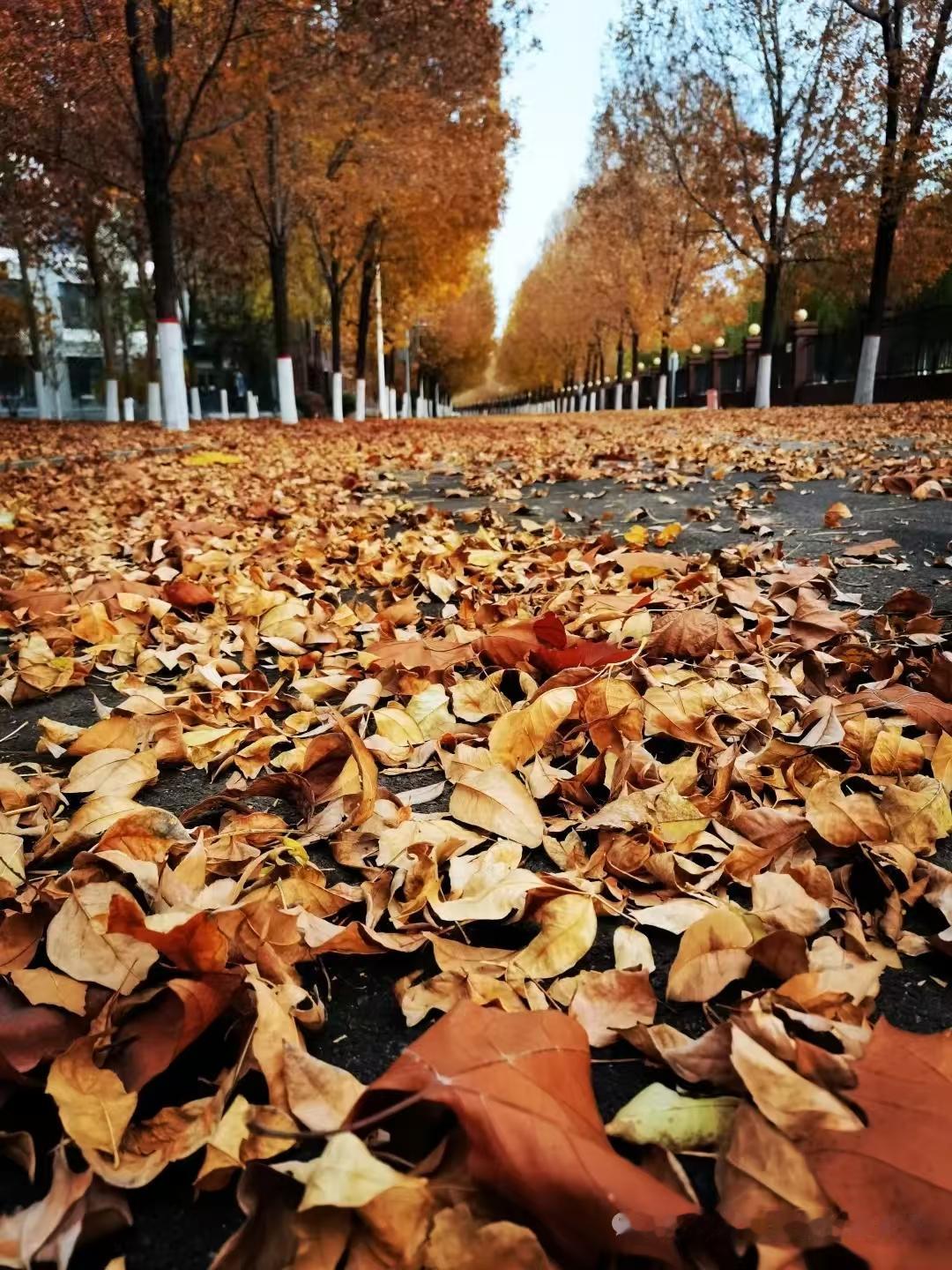 山坡羊·浅冬怀忆
浅冬幽叹，
叶飘零乱，
寒来风促时光换。
忆秋残，意留连。
萧