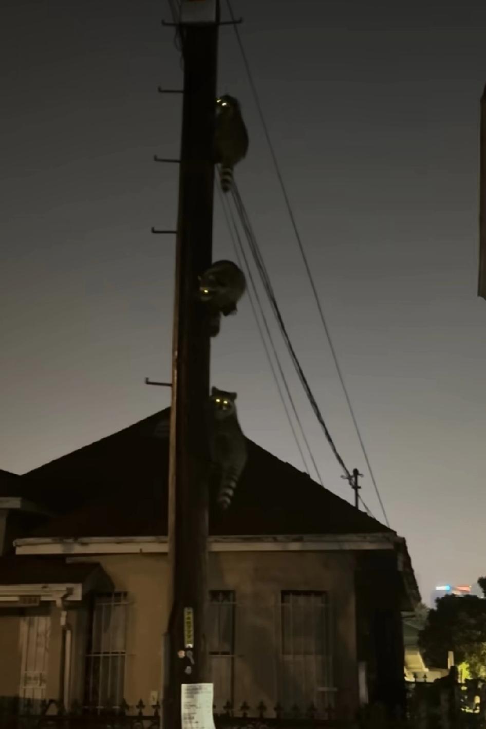 鬼鬼祟祟拖家带口住电线杆上，子乔，听我说，电线杆子上长干脆面了，干脆面爬那么高